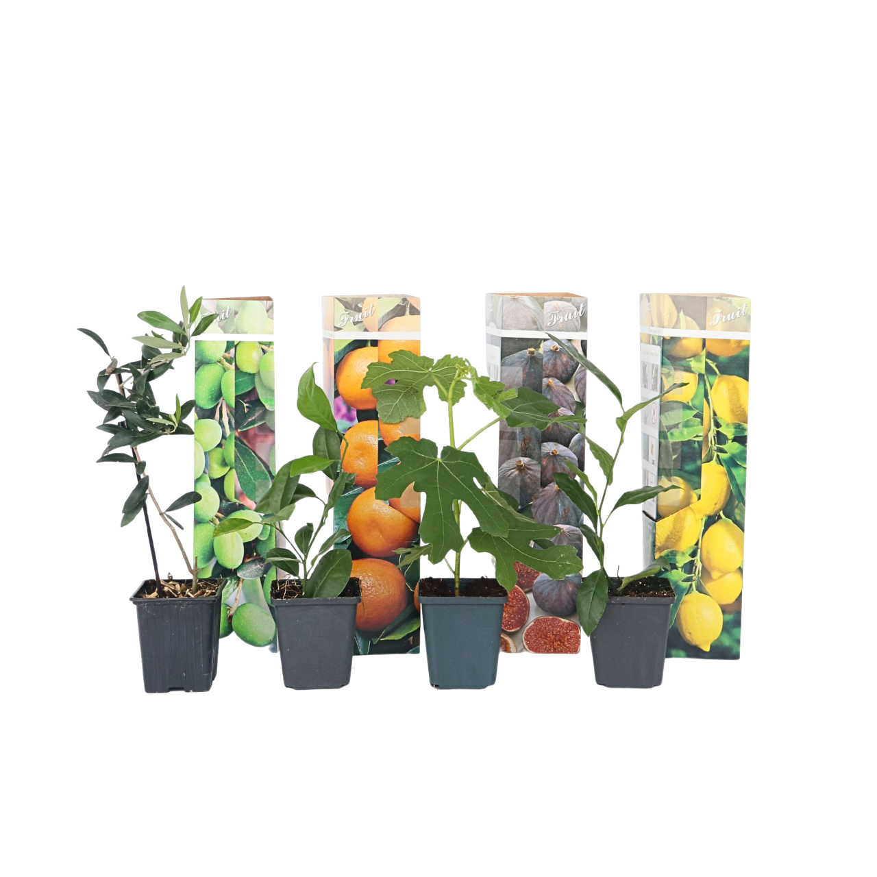 Mix fruitbomen - Set van 8 - Hoogte 25-40cm -⌀9cm afbeelding