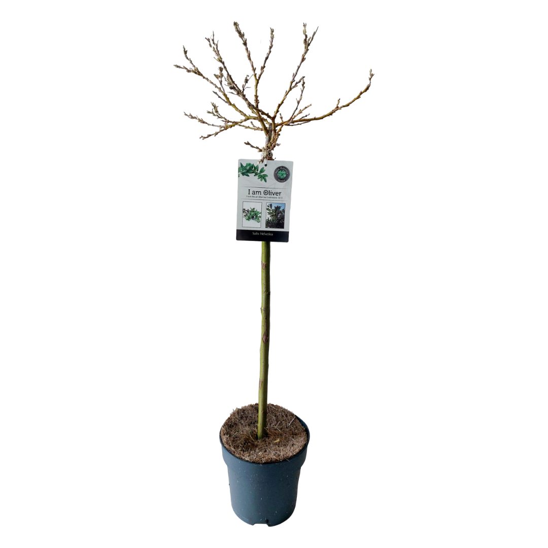 Dwergwilg - Salix helvetica - Hoogte 80-90cm -⌀19cm afbeelding