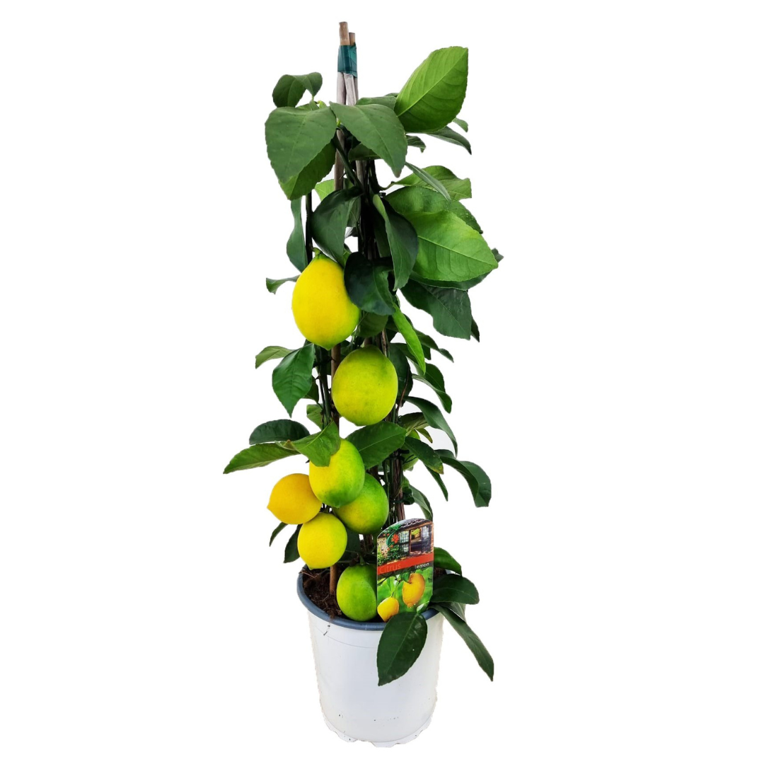 Citroenboom - Citrus limon - Hoogte 60-65cm -⌀17cm afbeelding