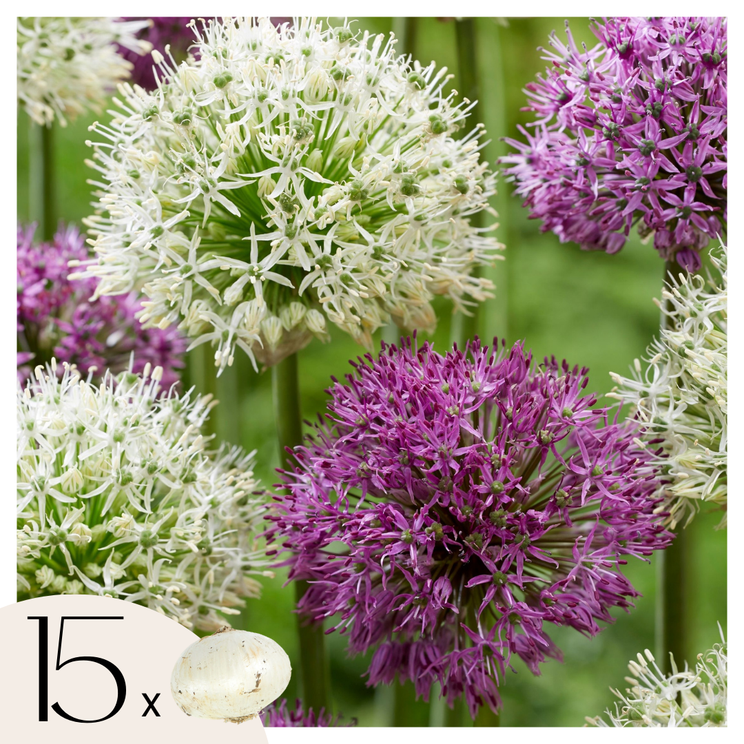 Alliumbollen - Set van 15 - Allium'Purple,'White'- Bloembollen - Paars afbeelding