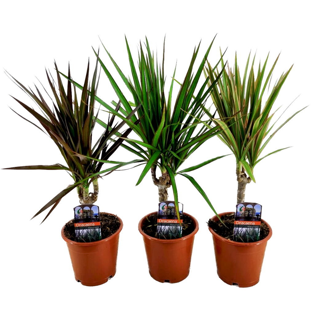 Drakenbloedboom - Set van 3 - Dracaena marginata - Hoogte 30-40cm -⌀12cm afbeelding
