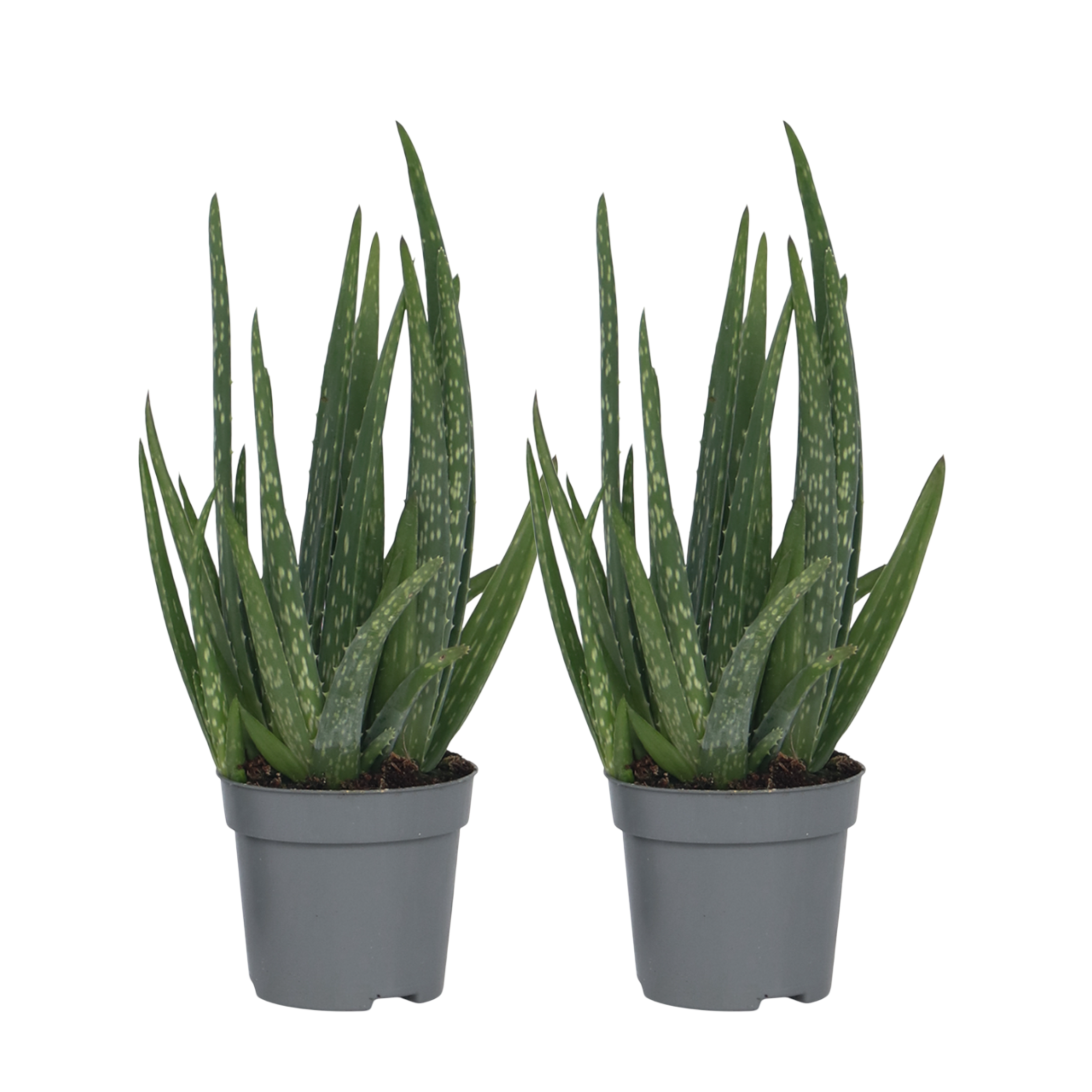 Aloë vera - Set van 2 - Aloe barbadensis - Hoogte 25-40cm - ⌀10,5cm afbeelding