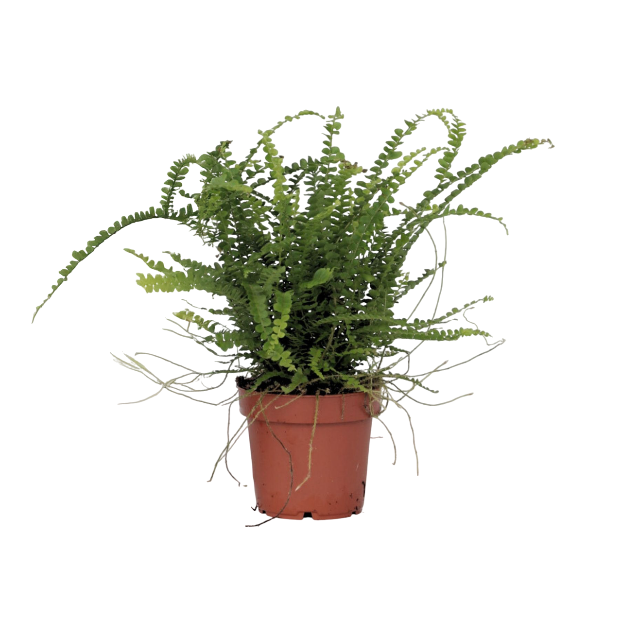 Krulvaren - Nephrolepis'Duffii'- Hoogte 25-40cm -⌀12cm afbeelding