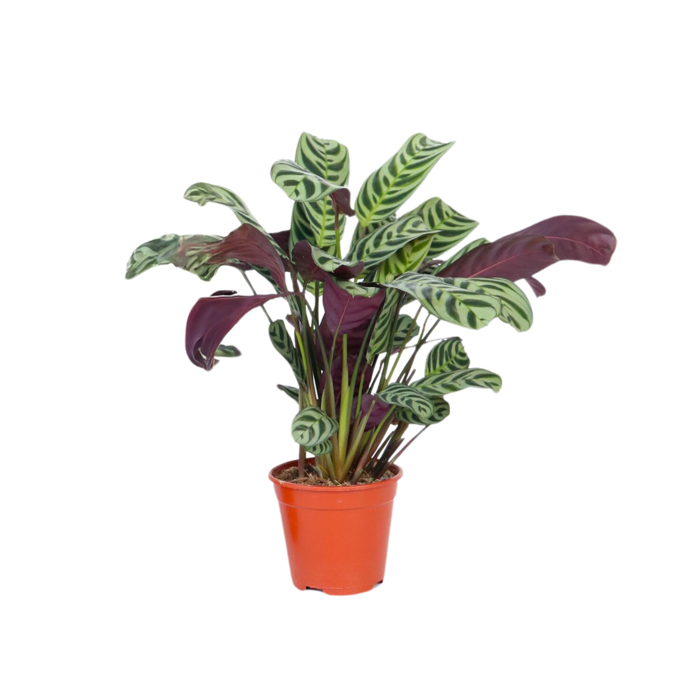 Gebedsplant - Ctenanthe'burle-marxii'- Hoogte 25-40cm -⌀12cm afbeelding