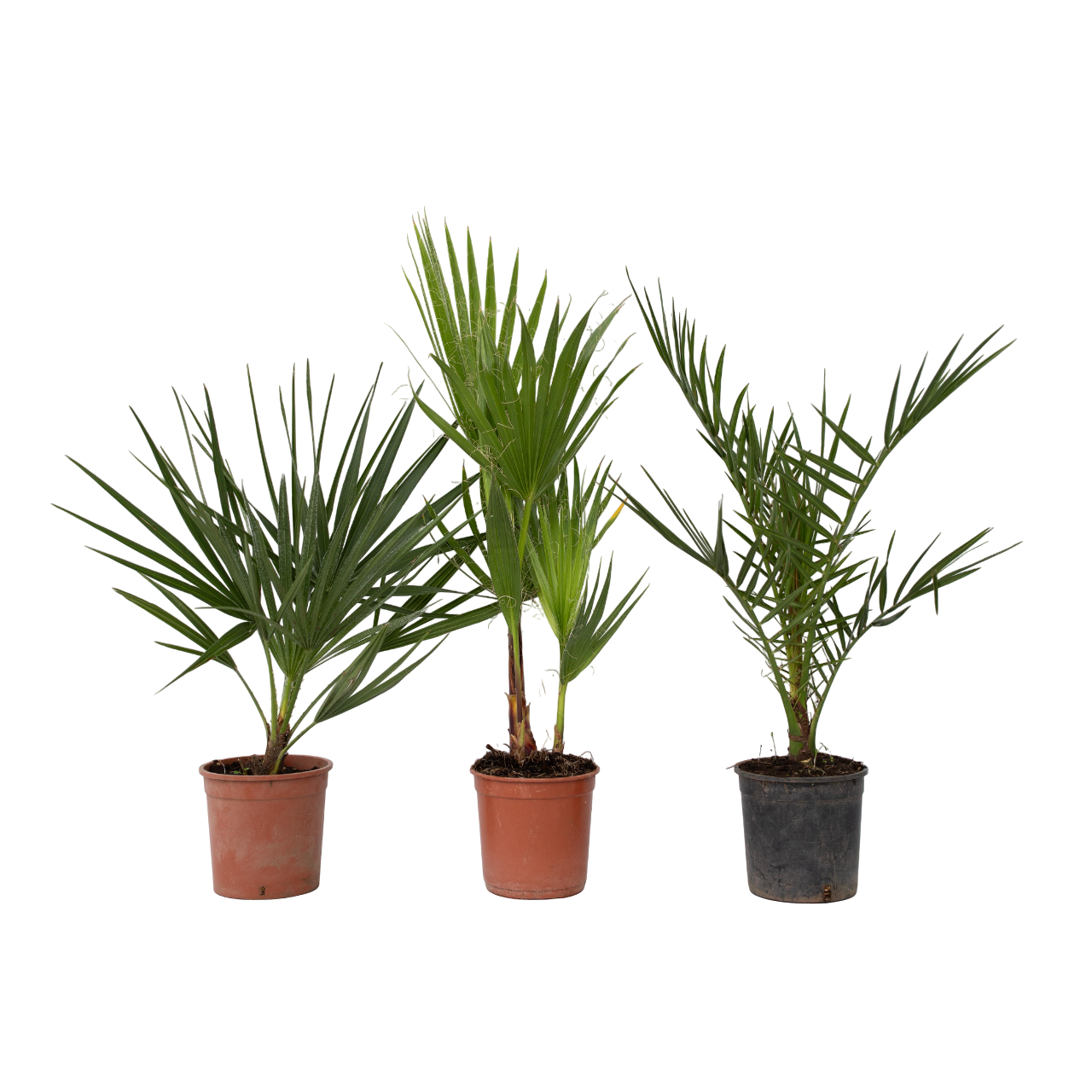 Tuinpalm - Set van 3 - Phoenix Chamaerops Washingtonia - Hoogte 50-70cm -⌀15cm afbeelding