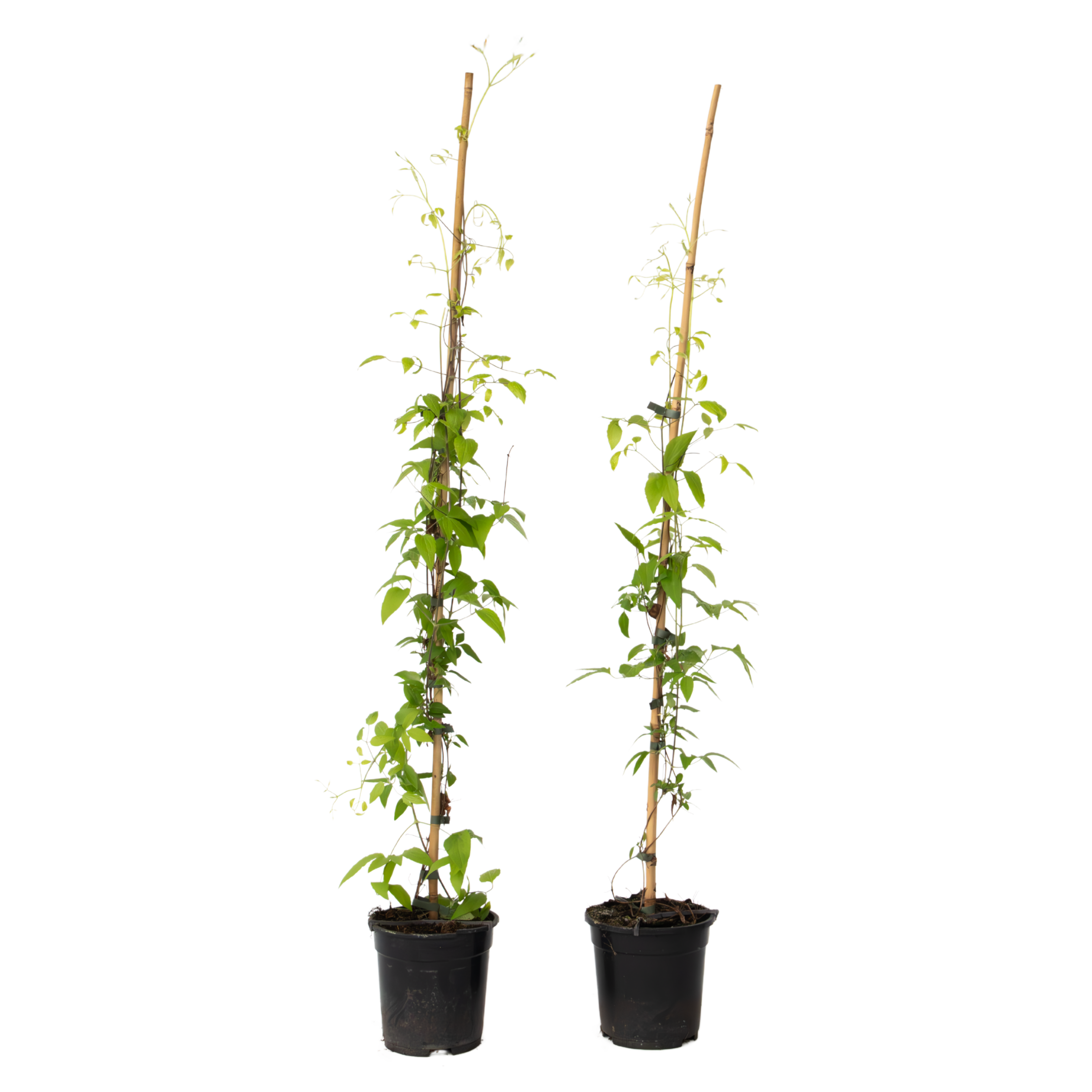 Bosrank - 2 stuks - Clematis'Hagley Hybrid'- Hoogte 100-120cm -⌀17cm afbeelding