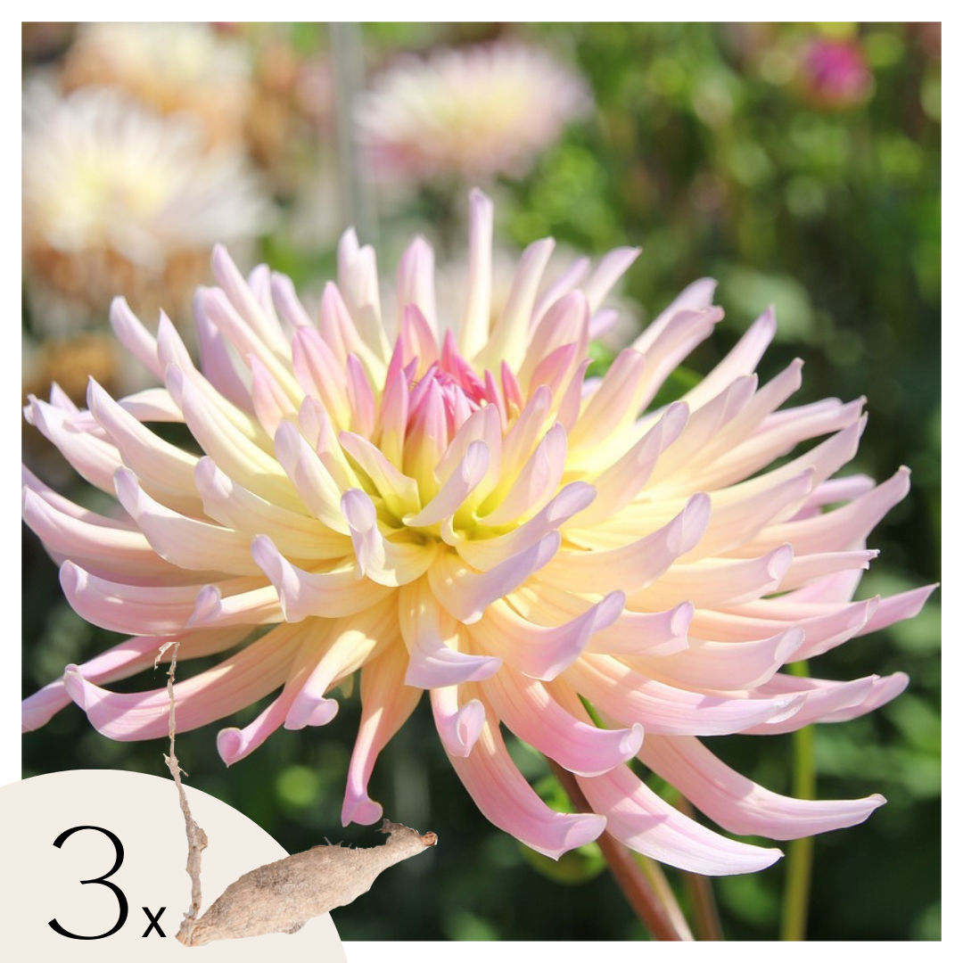Dahliaknollen - Set van 3 - Dahlia'Cabanna Banana'- Geel afbeelding