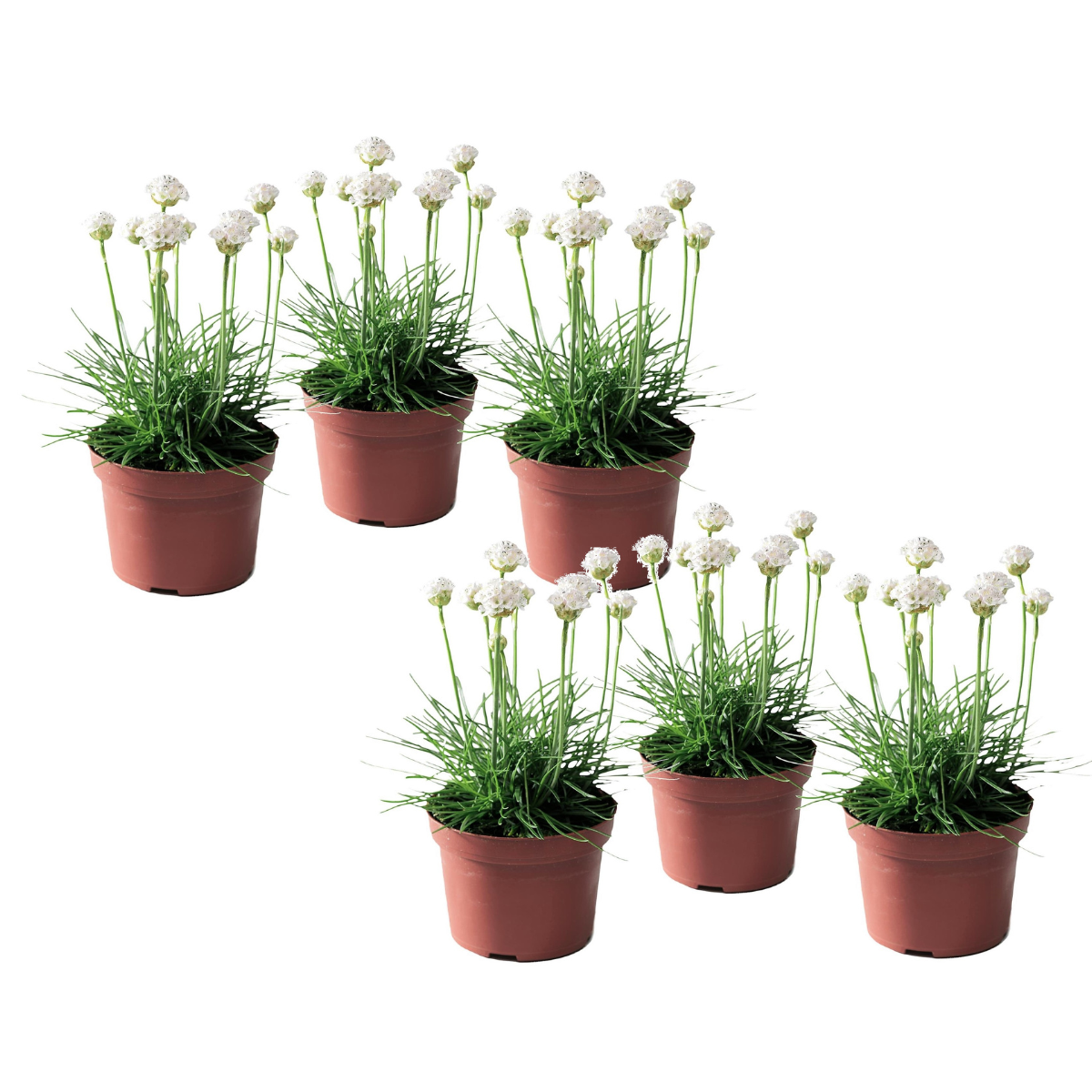 Engels gras - Set van 6 - Armeria maritima'Deep White'- Hoogte 20-30cm -⌀12cm afbeelding
