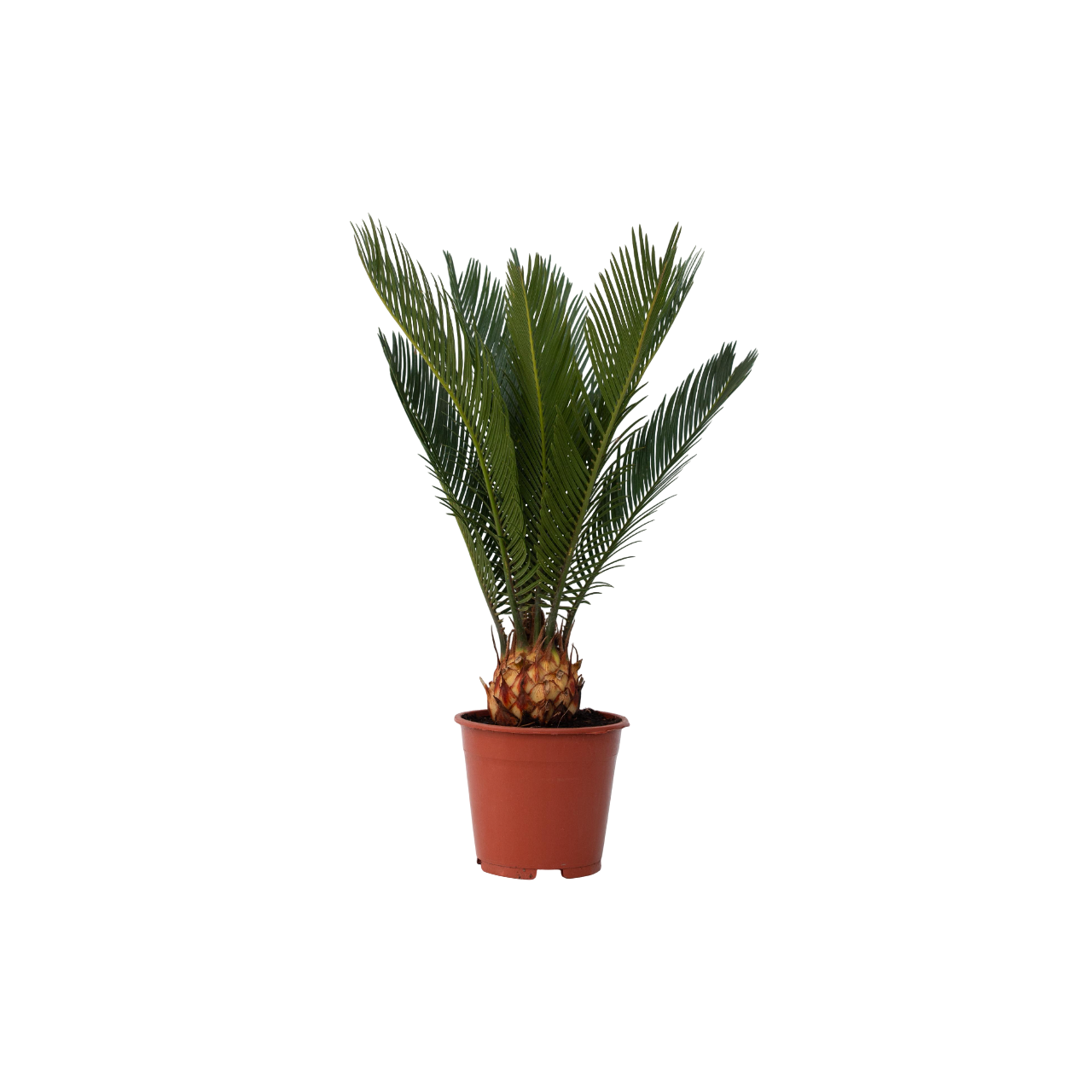 Vredespalm - Cycas revoluta - Hoogte 45-60cm -⌀15cm afbeelding