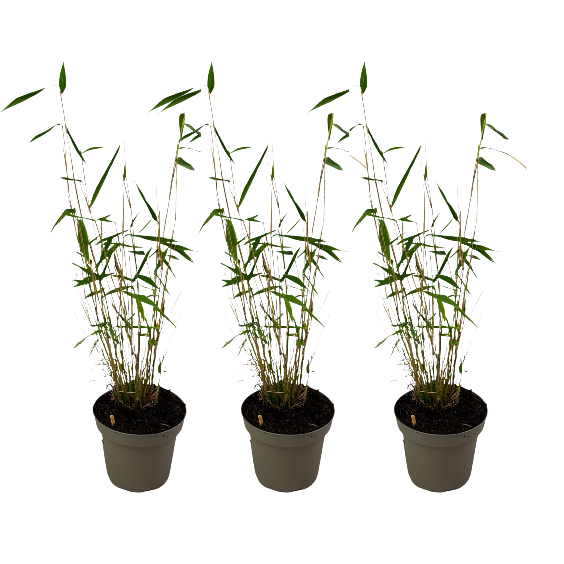 Blauwe bamboe - Set van 3 - Fargesia'Blue Dragon'- Hoogte 30-40cm -⌀13cm afbeelding