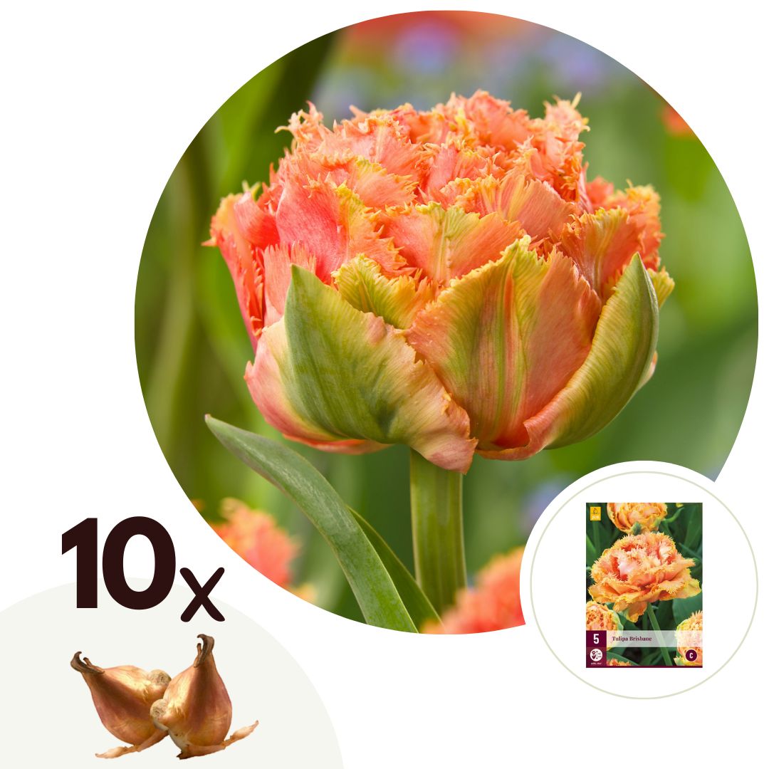 Tulpenbollen - Set van 10 - Tulipa'Brisbane'- Bloembollen - Roze afbeelding