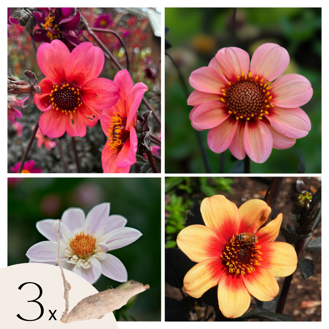 Dahliaknollen - Set van 3 - Dahlia'Happy Single Mix' afbeelding