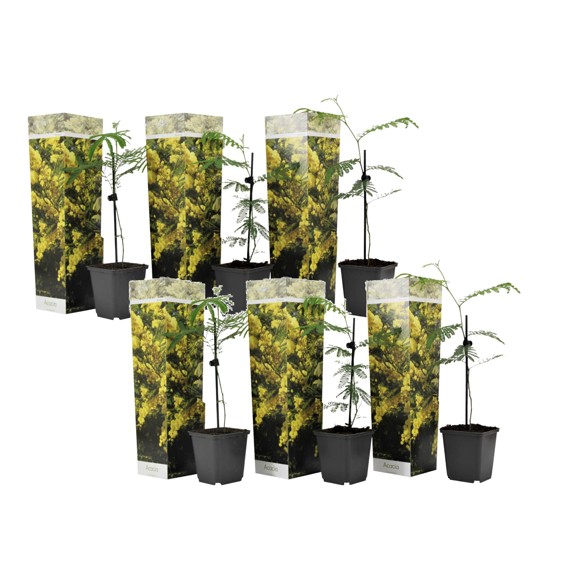 Zilveracacia - Set van 6 - Mimosa dealbata - Hoogte 25-40cm -⌀9cm afbeelding