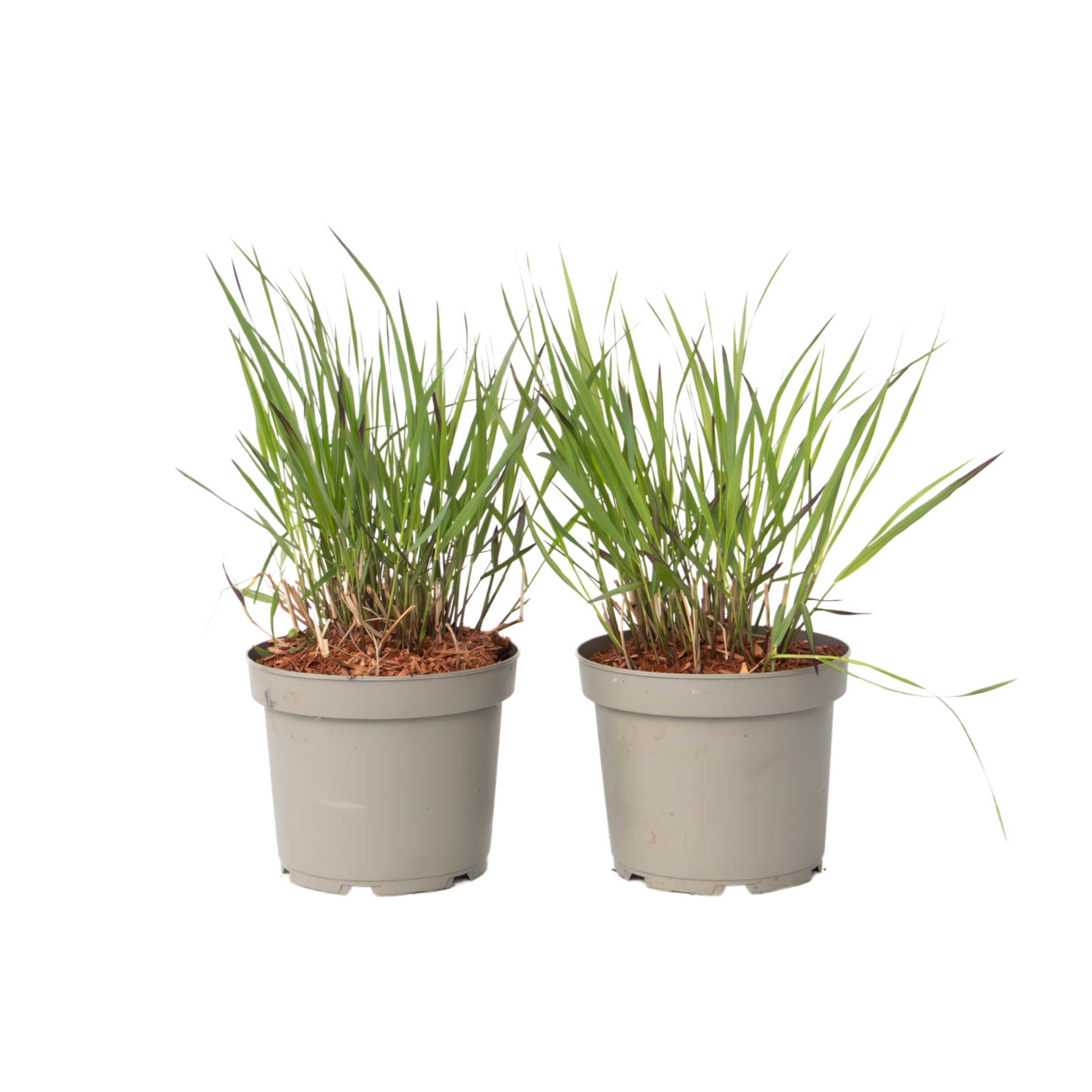 Vingergras - 2 stuks - Panicum Virgatum'Squaw'- Hoogte 40-60cm -⌀23cm afbeelding