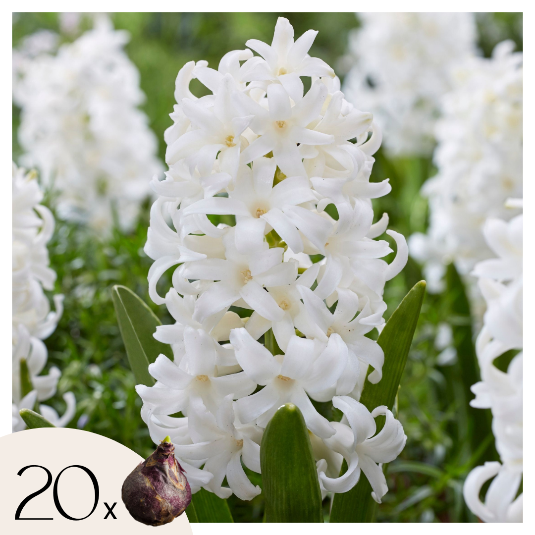 Hyacintenbollen - Set van 20 - Hyacinthus'Carnegie'- Bloembollen - Wit afbeelding