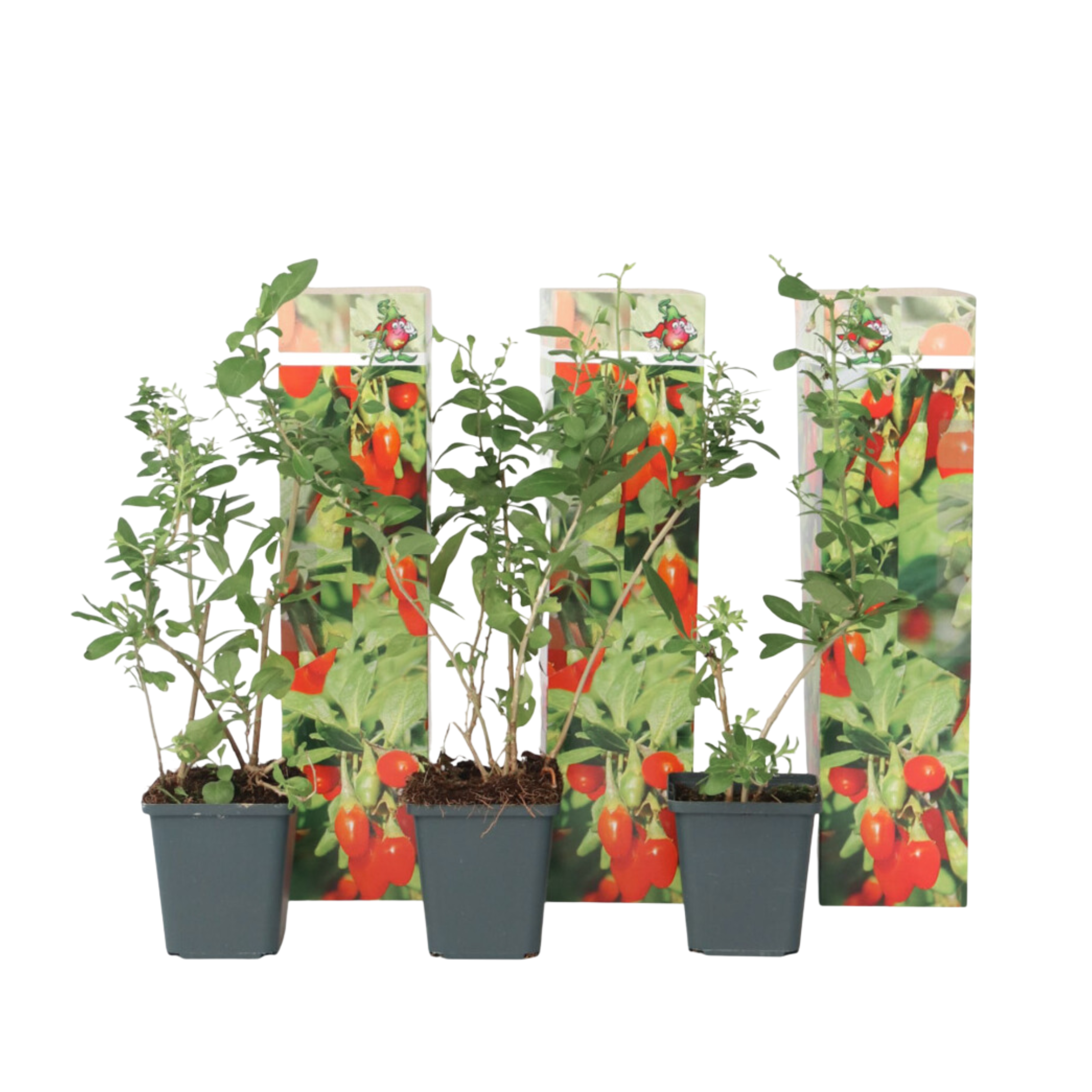 Gojibessen - Set van 3 - Lycium barbarum - Hoogte 25-40cm -⌀9cm afbeelding