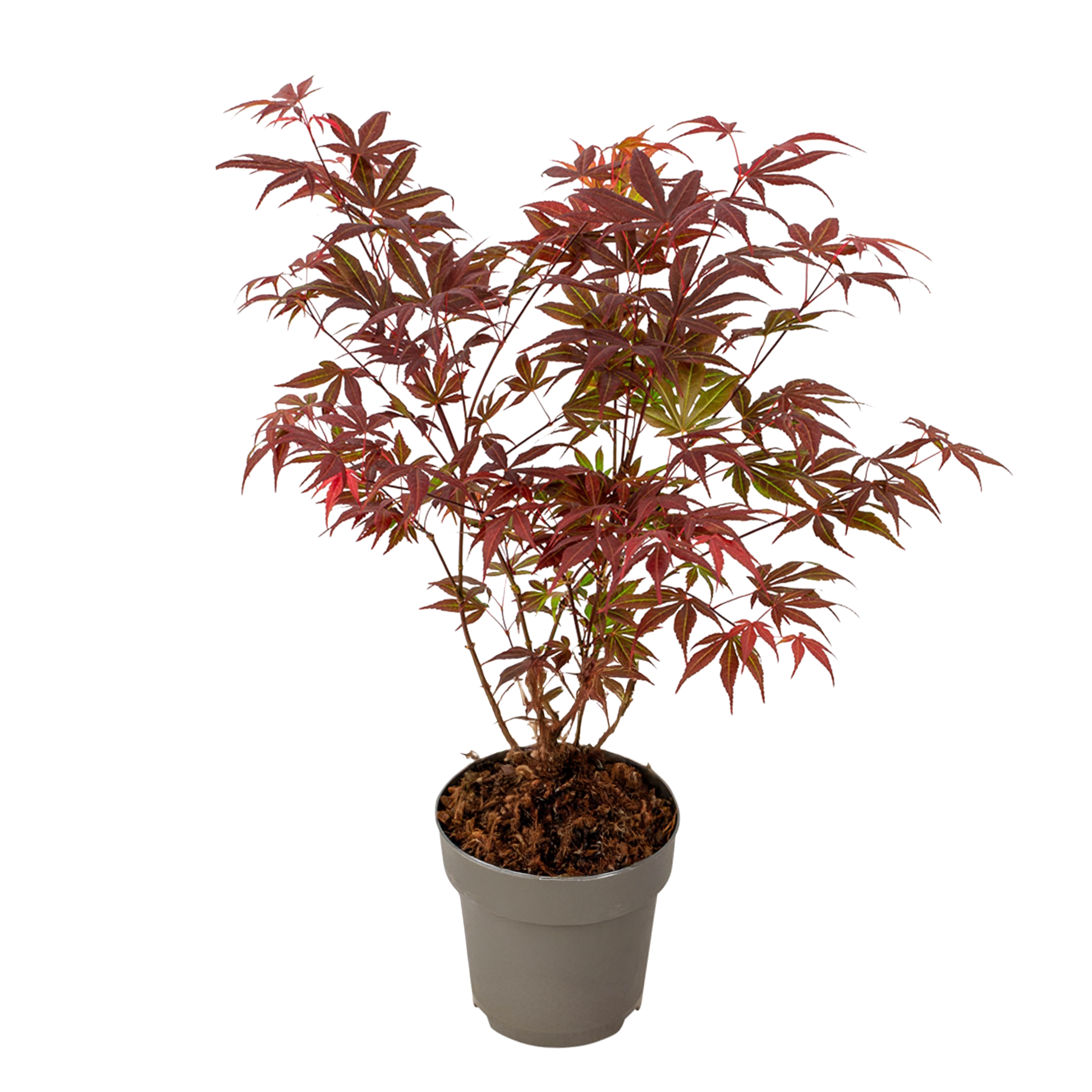 Japanse Esdoorn - Acer palmatum - Hoogte 35-55 cm -ø 15 cm afbeelding