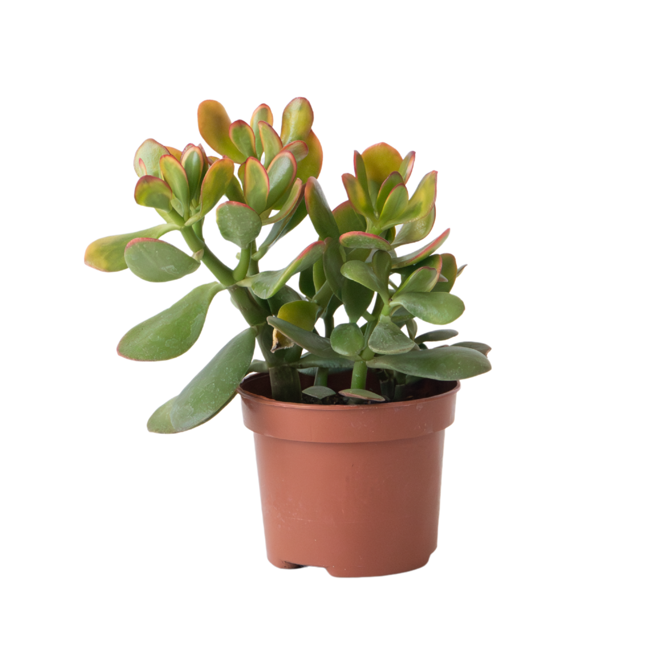 Geldboom - Crassula ovata'Sunset'- Hoogte 15-20cm -⌀12cm afbeelding