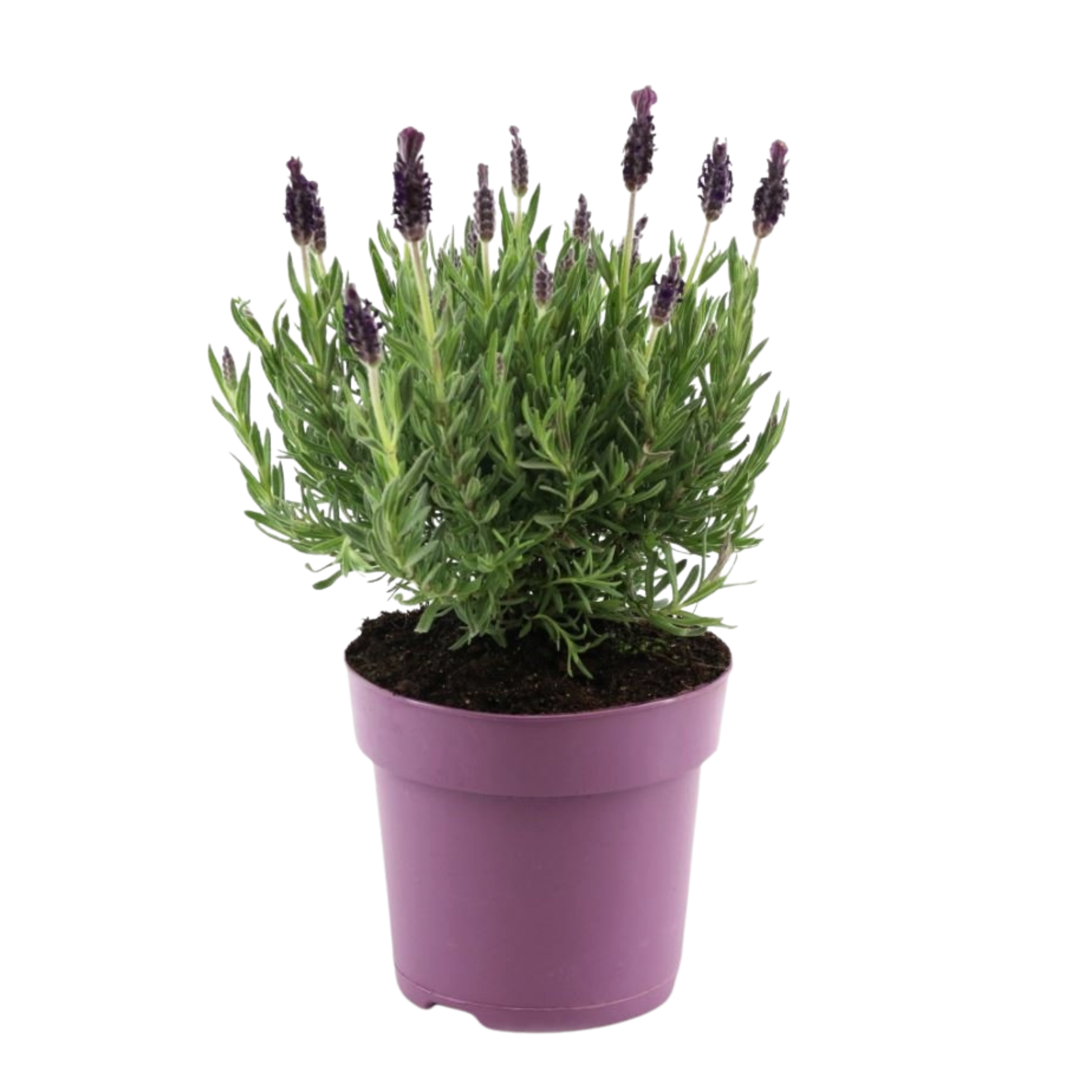 Lavendelstruik - Lavandula stoechas'Anouk'- Hoogte 25-35cm -⌀15cm afbeelding