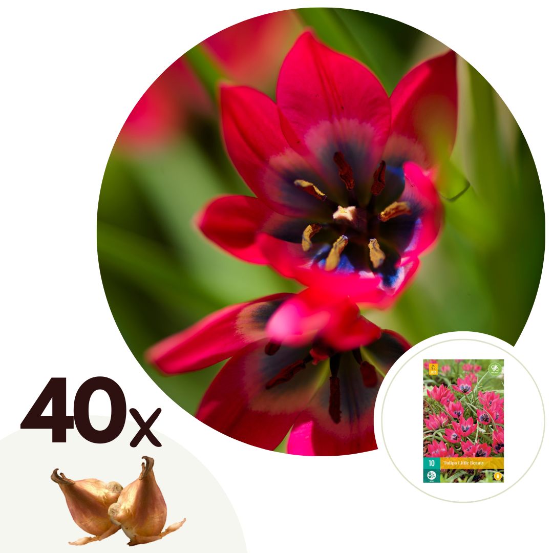 Tulpenbollen - Set van 40 - Tulipa'Little Beauty'- Bloembollen - Rood afbeelding