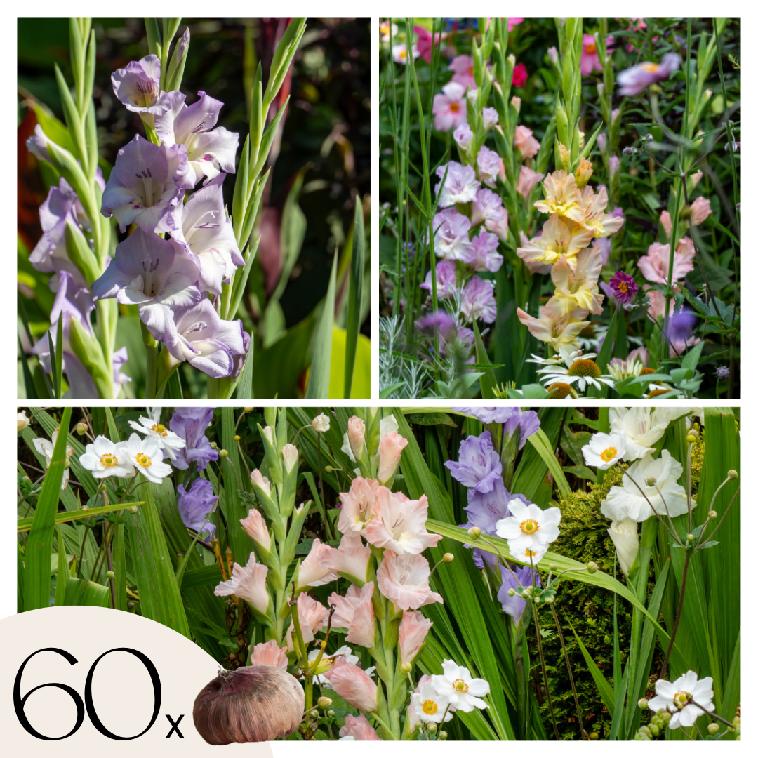 Gladiolen - Zwaardlelie - Set van 60 - Gladiolus Pastel Mix - Bloembollen afbeelding