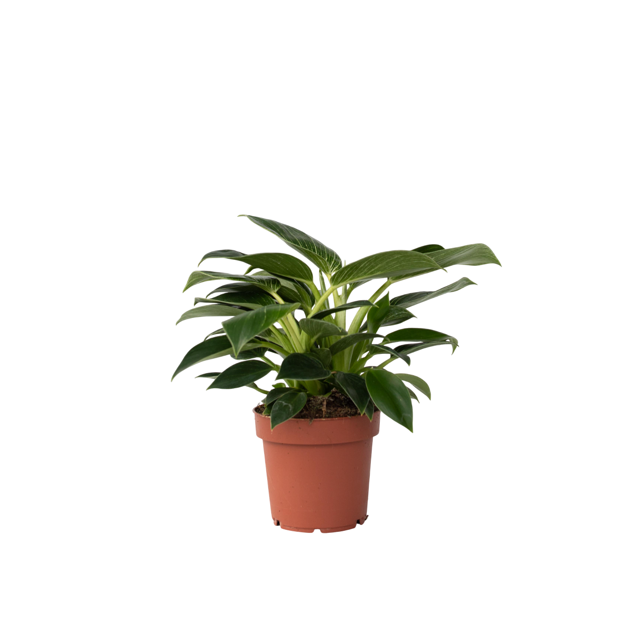 Witte Golfplant - Philodendron'White Wave'- Hoogte 25-40cm -⌀12cm afbeelding