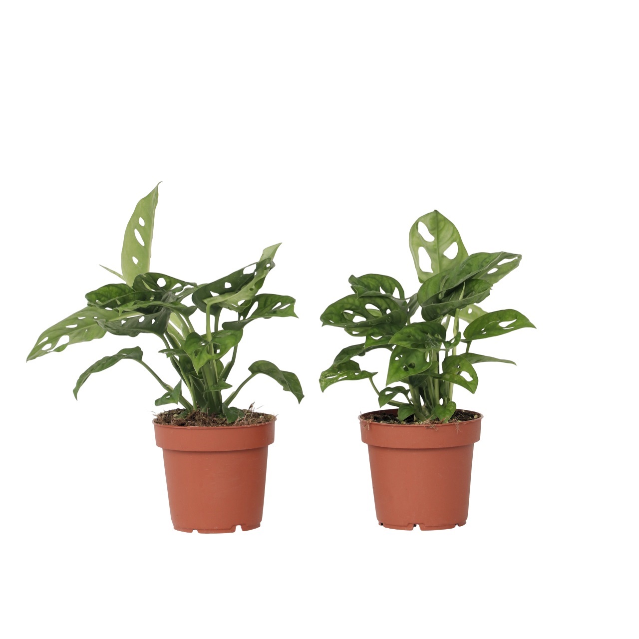 Apenmasker - Set van 2 - Monstera'Monkey Mask'- Hoogte 25-30cm -⌀12cm afbeelding 1