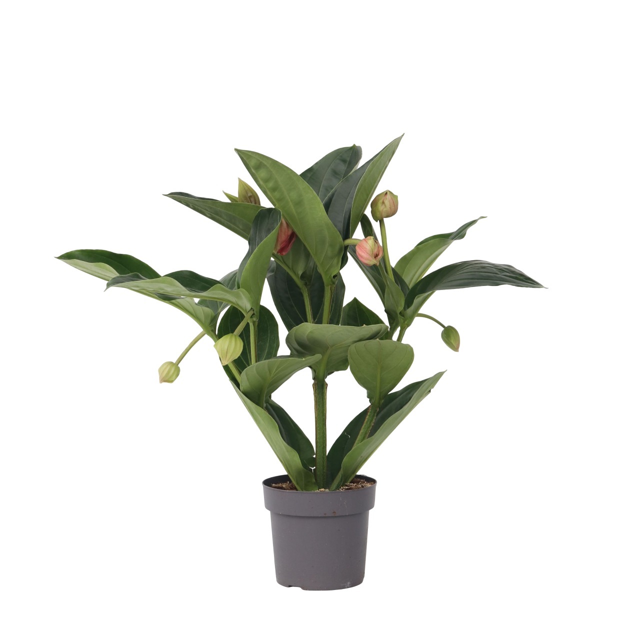 Trosbloem - Medinilla magnifica - Hoogte 55-60cm -⌀17cm afbeelding