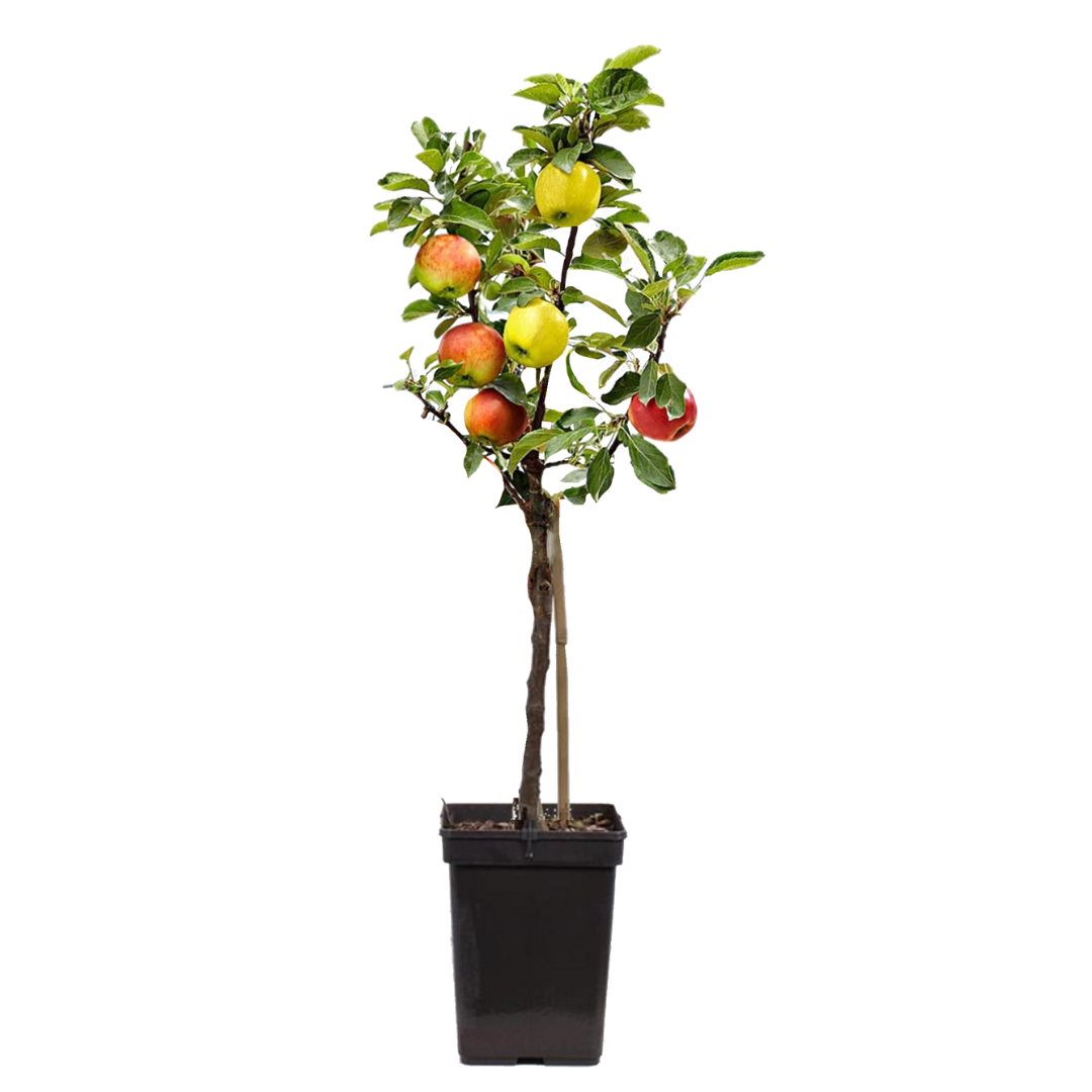 Klassieke Appelmix - Malus - Hoogte 60-70cm -⌀17cm afbeelding
