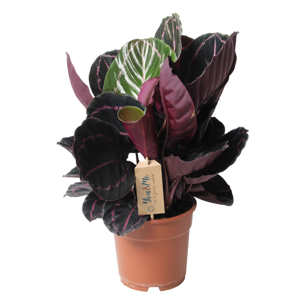 Pauwenplant - Calathea'Dottie'- Hoogte 30-40cm -⌀17cm afbeelding