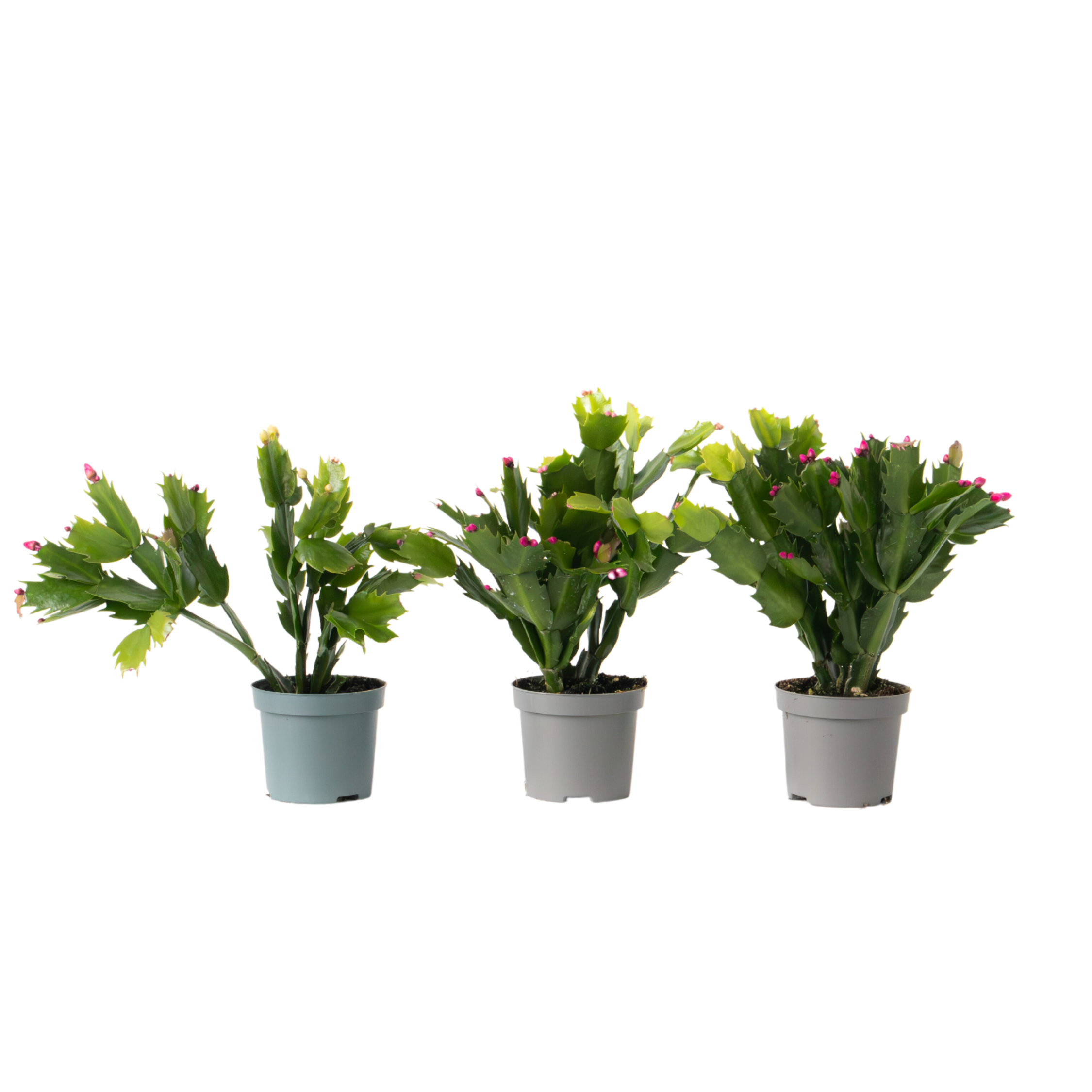 Kerstcactussen - Set van 3 - Schlumbergera'Tricolor'- Hoogte 15-25cm -⌀9cm afbeelding