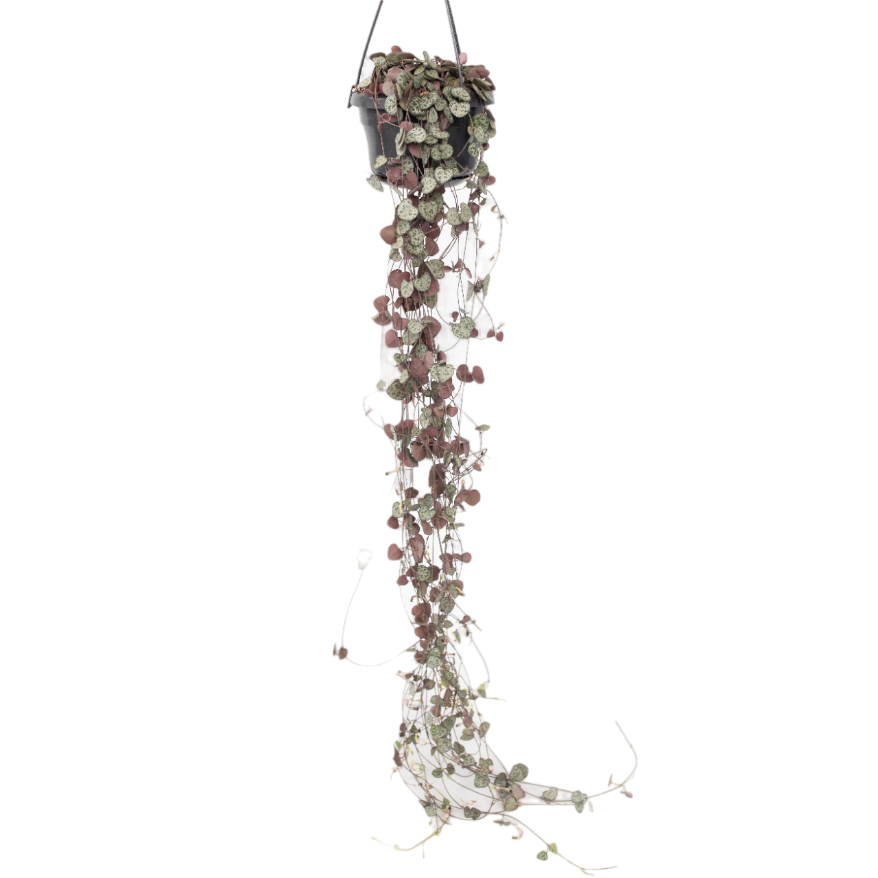 Chinees lantaarnplantje - Ceropegia linearis Woodii - Hoogte 20-30cm -⌀14cm afbeelding