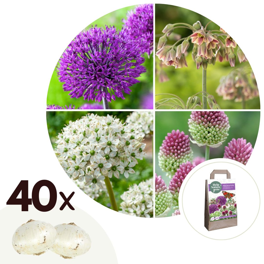 Alliumbollen - Set van 40 - Allium, Nectaroscordum - Bloembollen afbeelding