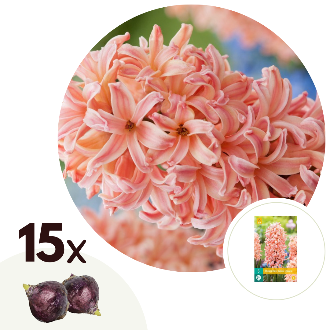 Hyacintenbollen - Set van 15 - Hyacinthus'Gipsy Queen'- Bloembollen - Oranje afbeelding