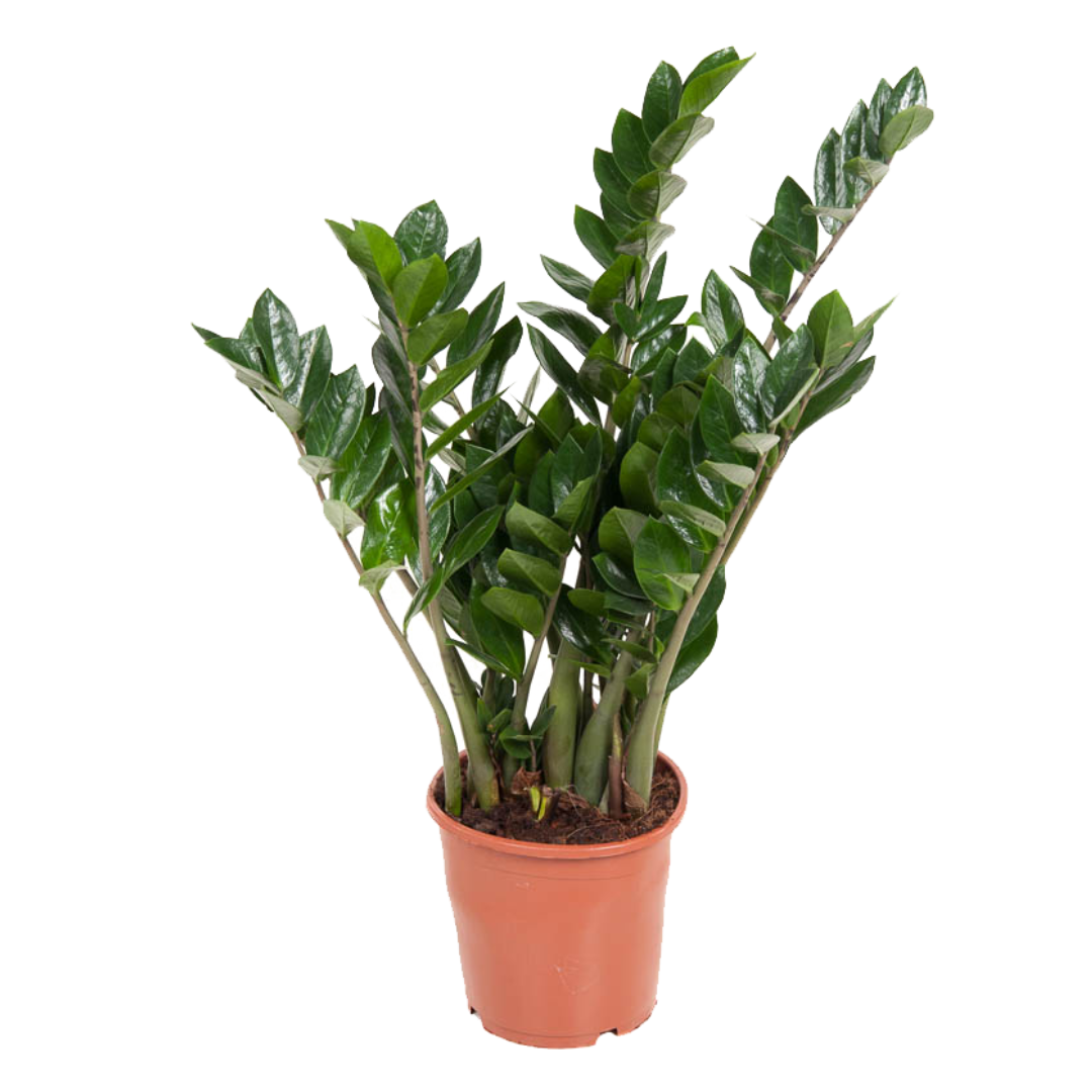 ZZ-plant - Zamioculcas Emerald - Hoogte 70-80cm -⌀21cm afbeelding