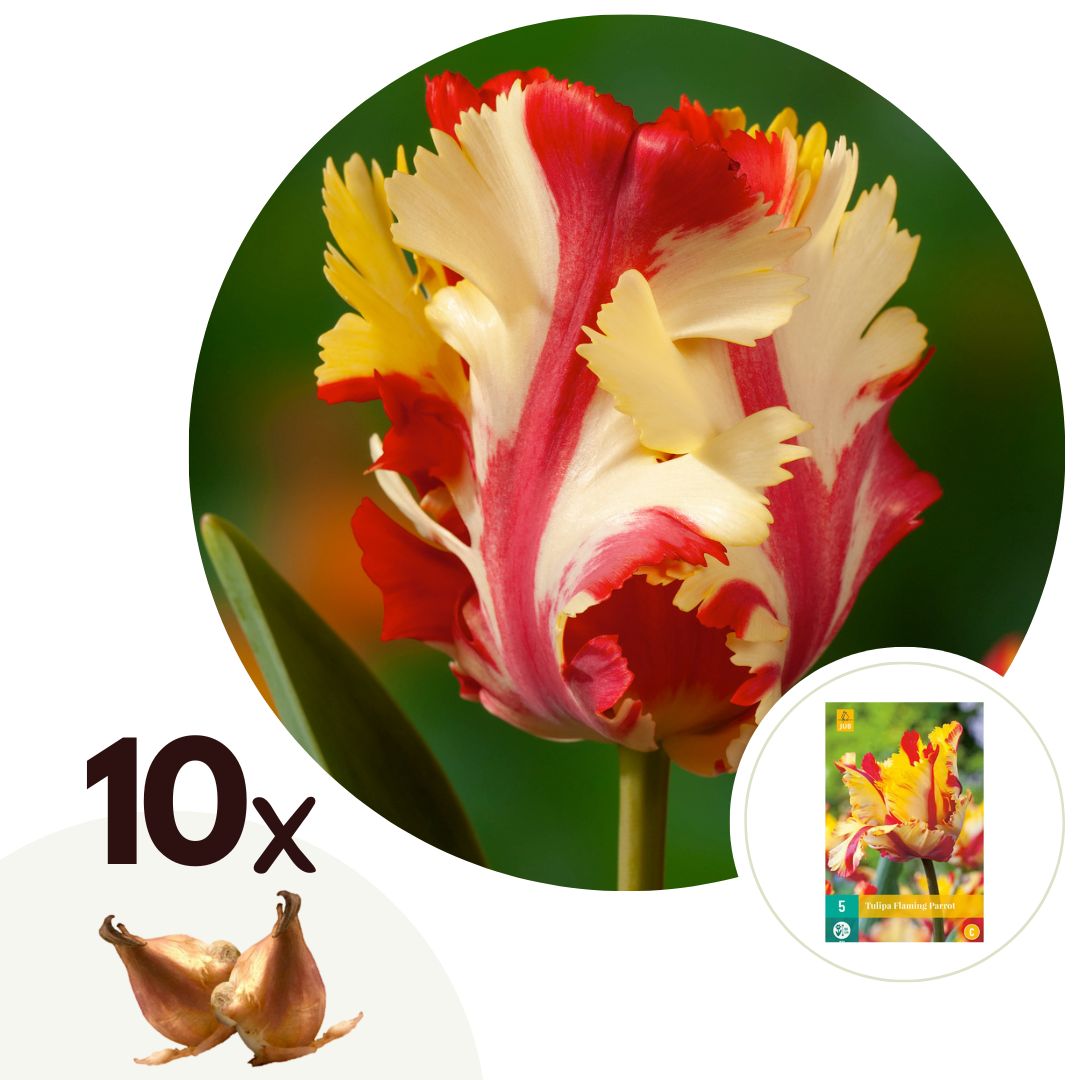 Tulpenbollen - Set van 10 - Tulipa'Flaming Parrot'- Bloembollen - Wit afbeelding