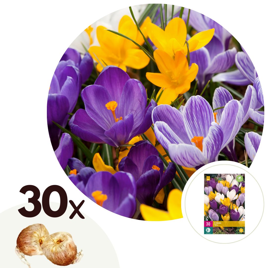 Krokusbollen - Set van 30 - Crocus'Large Flowering Mix'- Bloembollen afbeelding