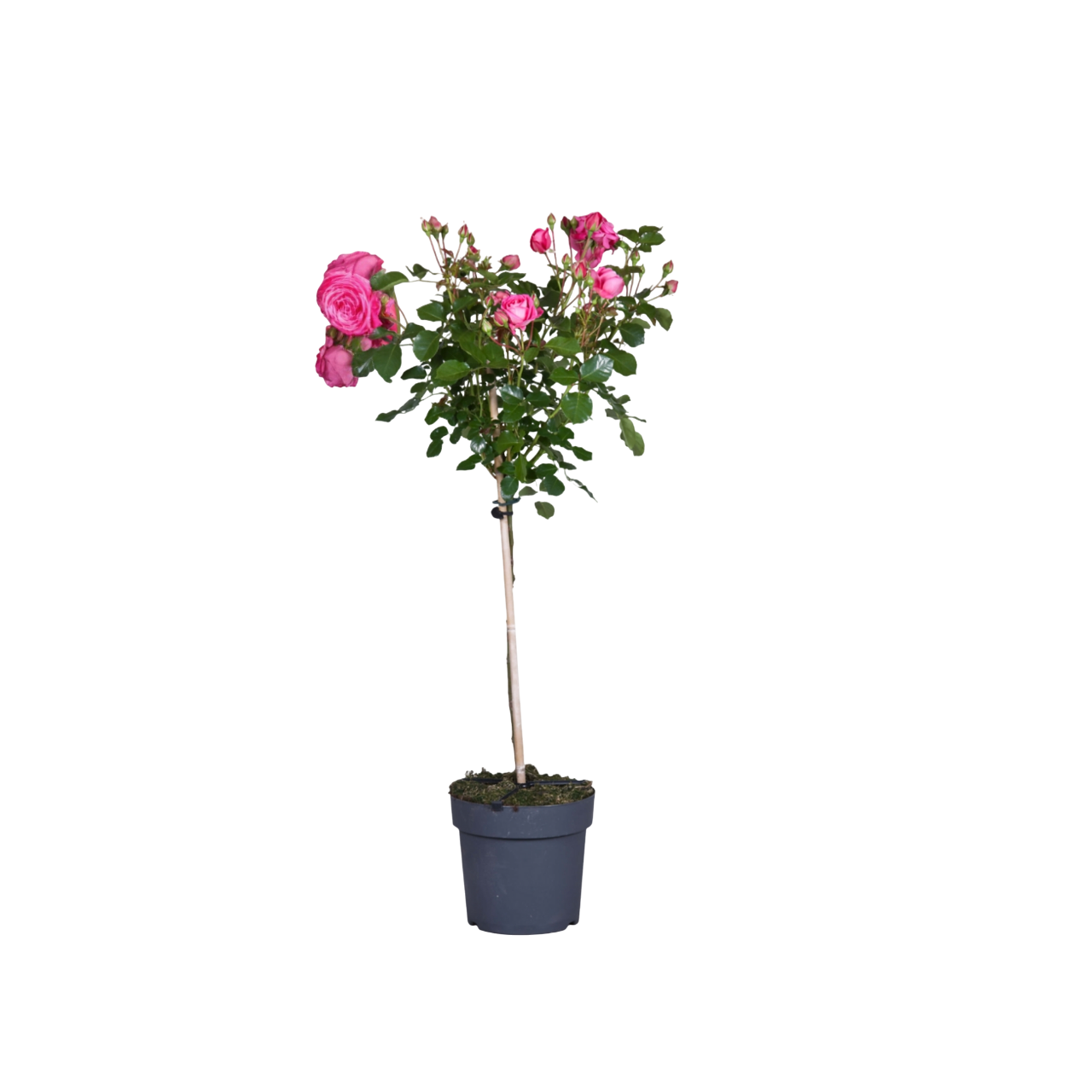 Stamroos - Rosa palace'Topkapi'- Hoogte 80-100cm -⌀19cm afbeelding