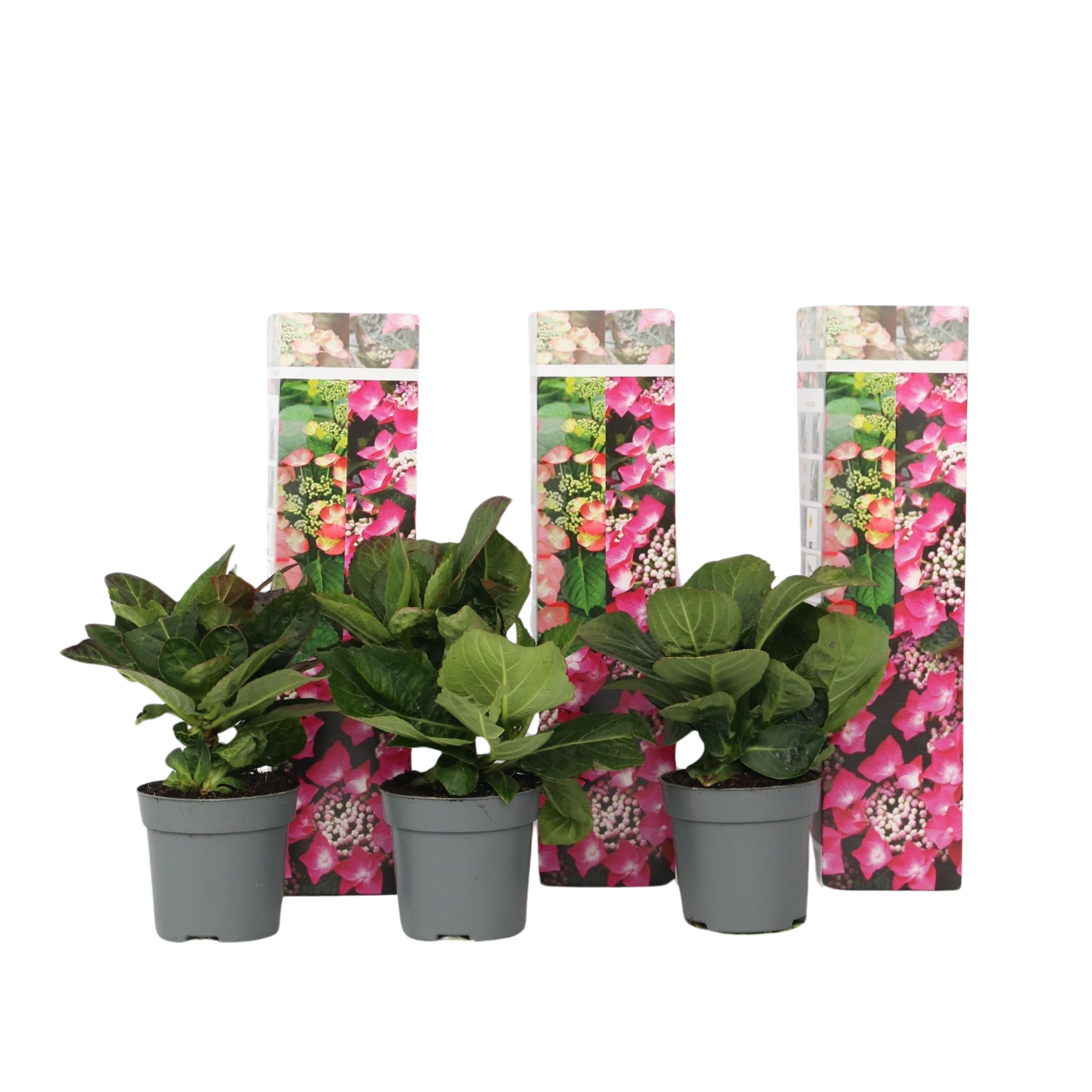 Hortensia - Set van 3 - Hydrangea'Red Bull'- Hoogte 25-40cm -⌀9cm afbeelding