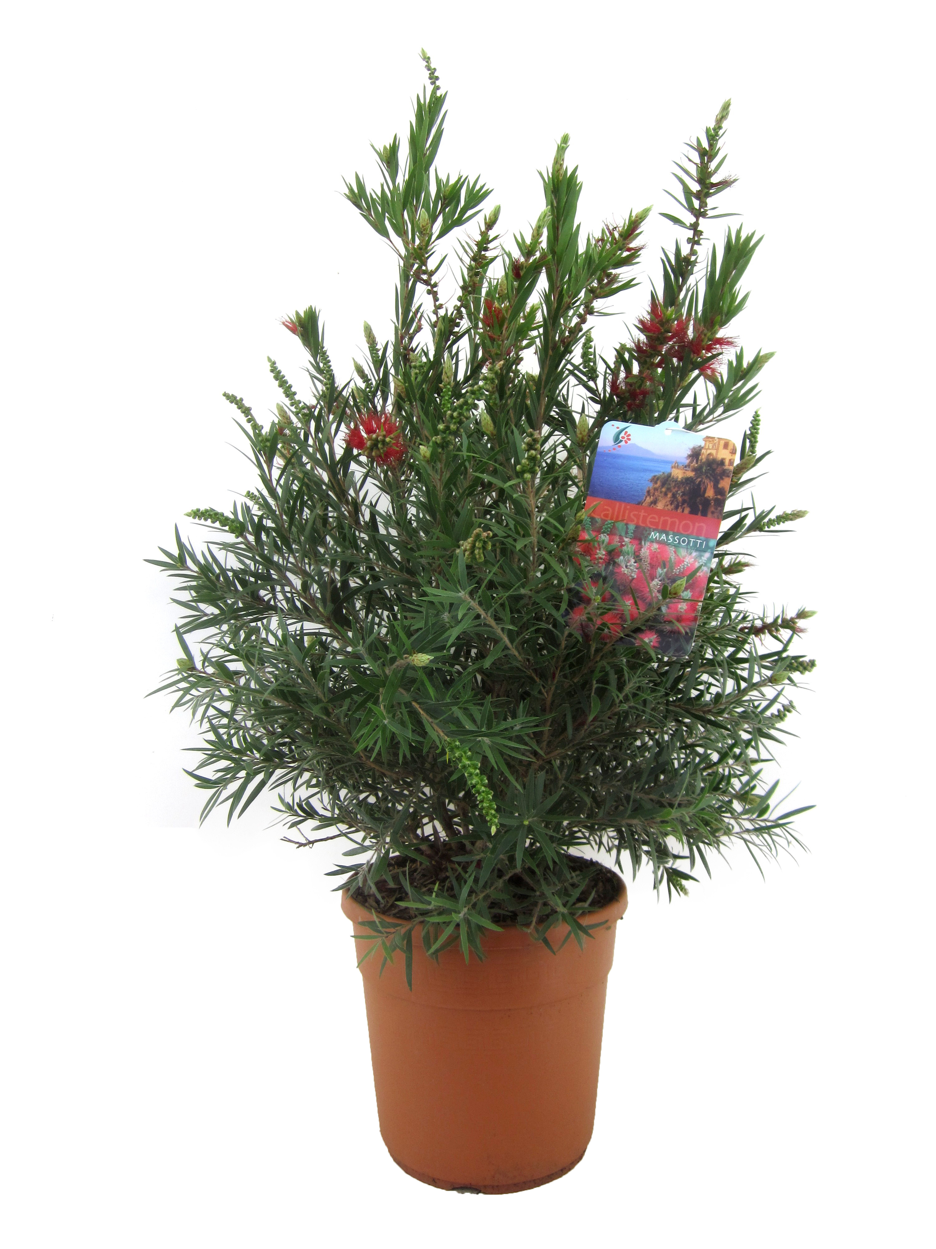 Lampenpoetsersplant - Callistemon citrinus'Splendens'- Hoogte 80-90cm -⌀24cm afbeelding
