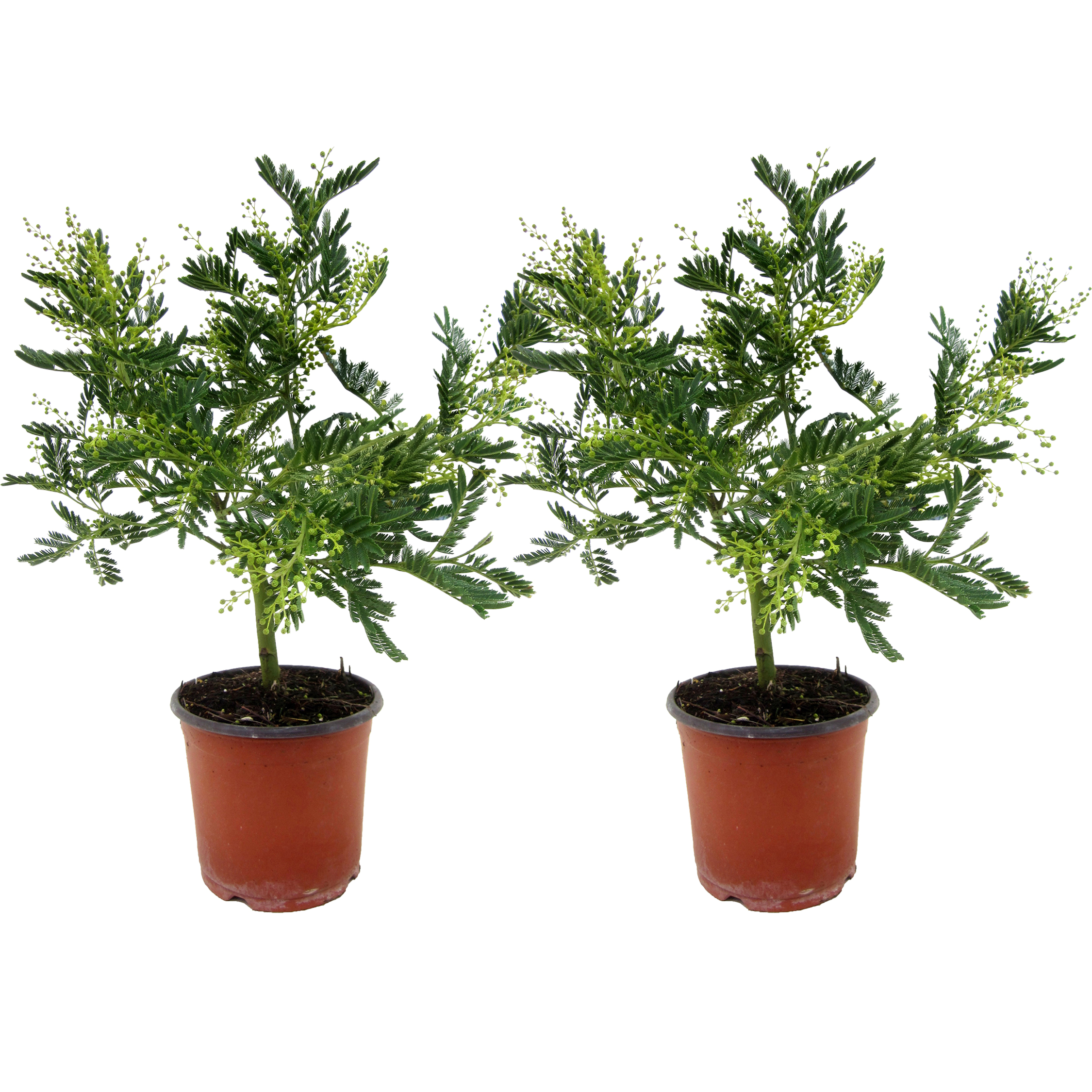 Acacia - Set van 2 - Mimosa dealbata - Hoogte 40-50cm -⌀15cm afbeelding