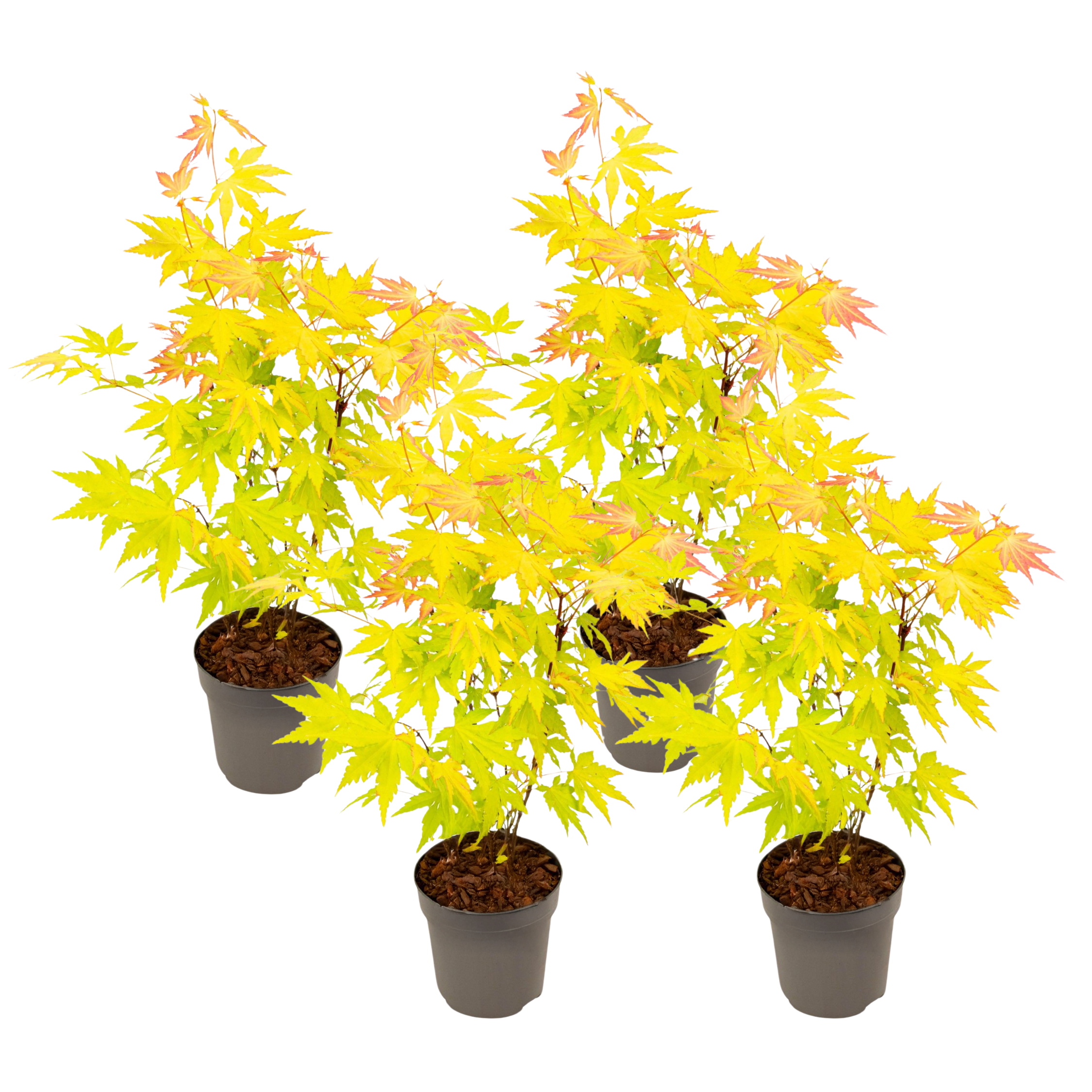 Japanse Esdoorn - Set van 4 - Acer'Orange Dream'- Hoogte 25-40cm -⌀10,5cm afbeelding