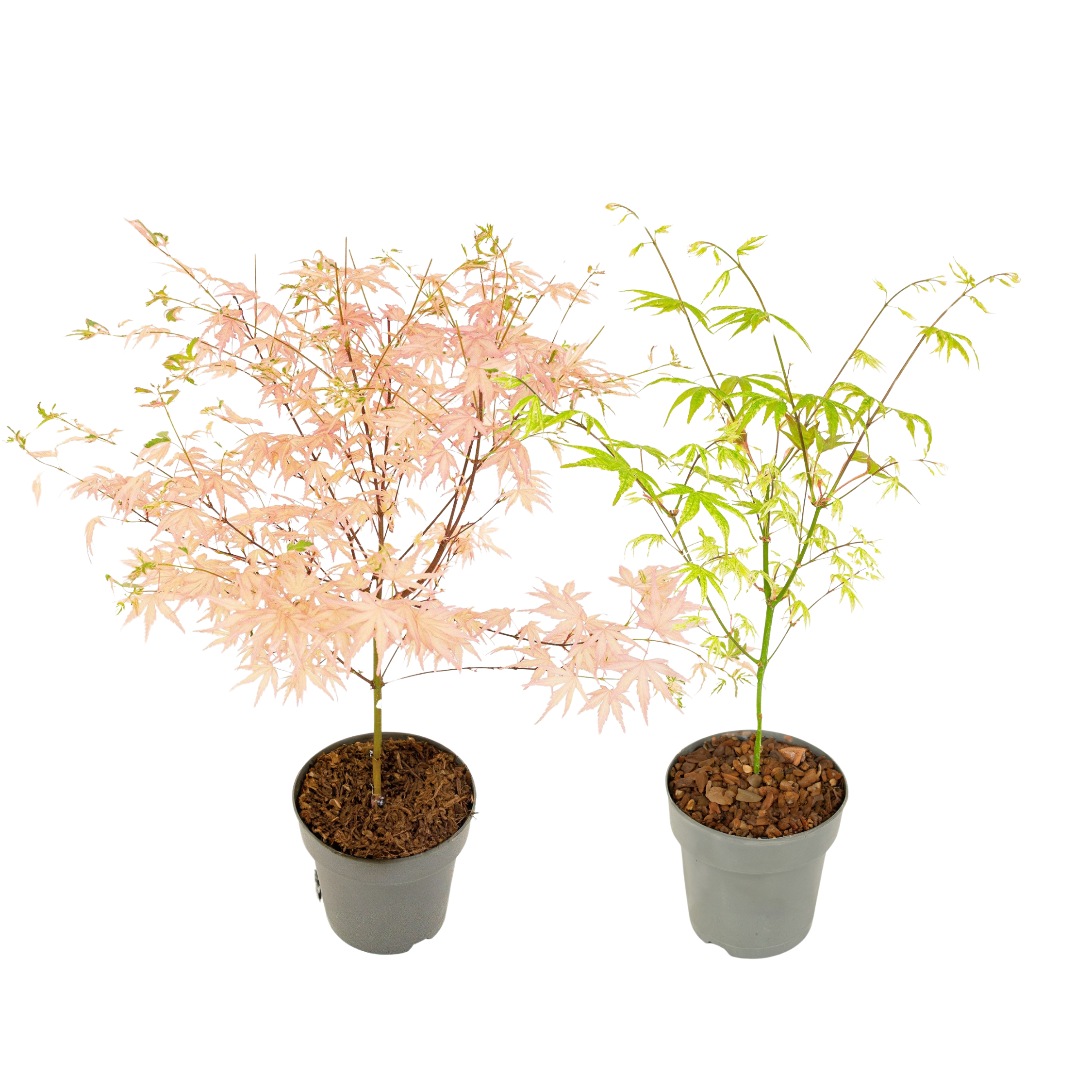 Japanse Esdoorn - Set van 2 - Acer'Ukigumo','Taylor'- Hoogte 35-55cm -⌀15cm afbeelding