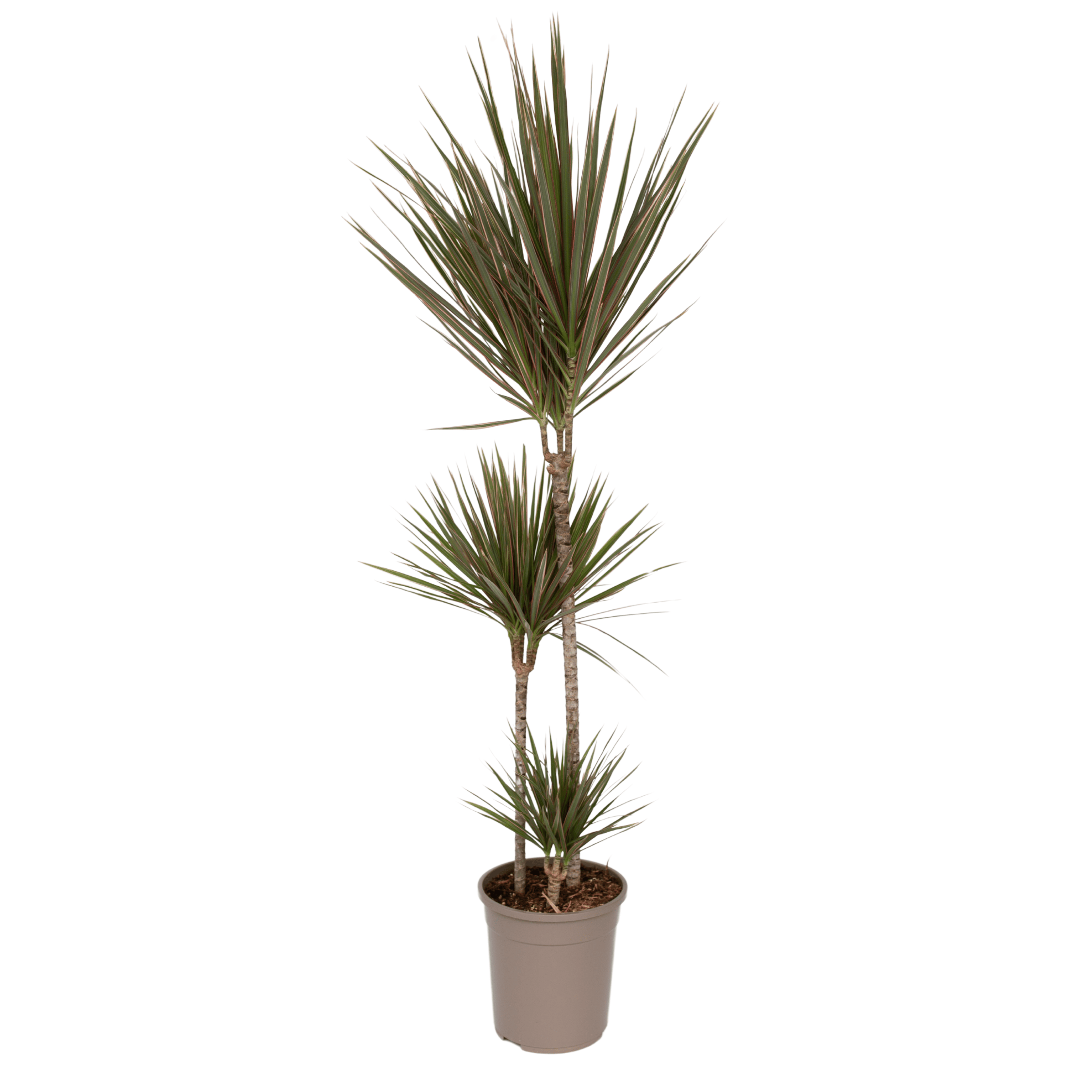 Drakenbloedboom - Dracaena marginata'Bicolor'- Hoogte 110-130cm -⌀24cm afbeelding