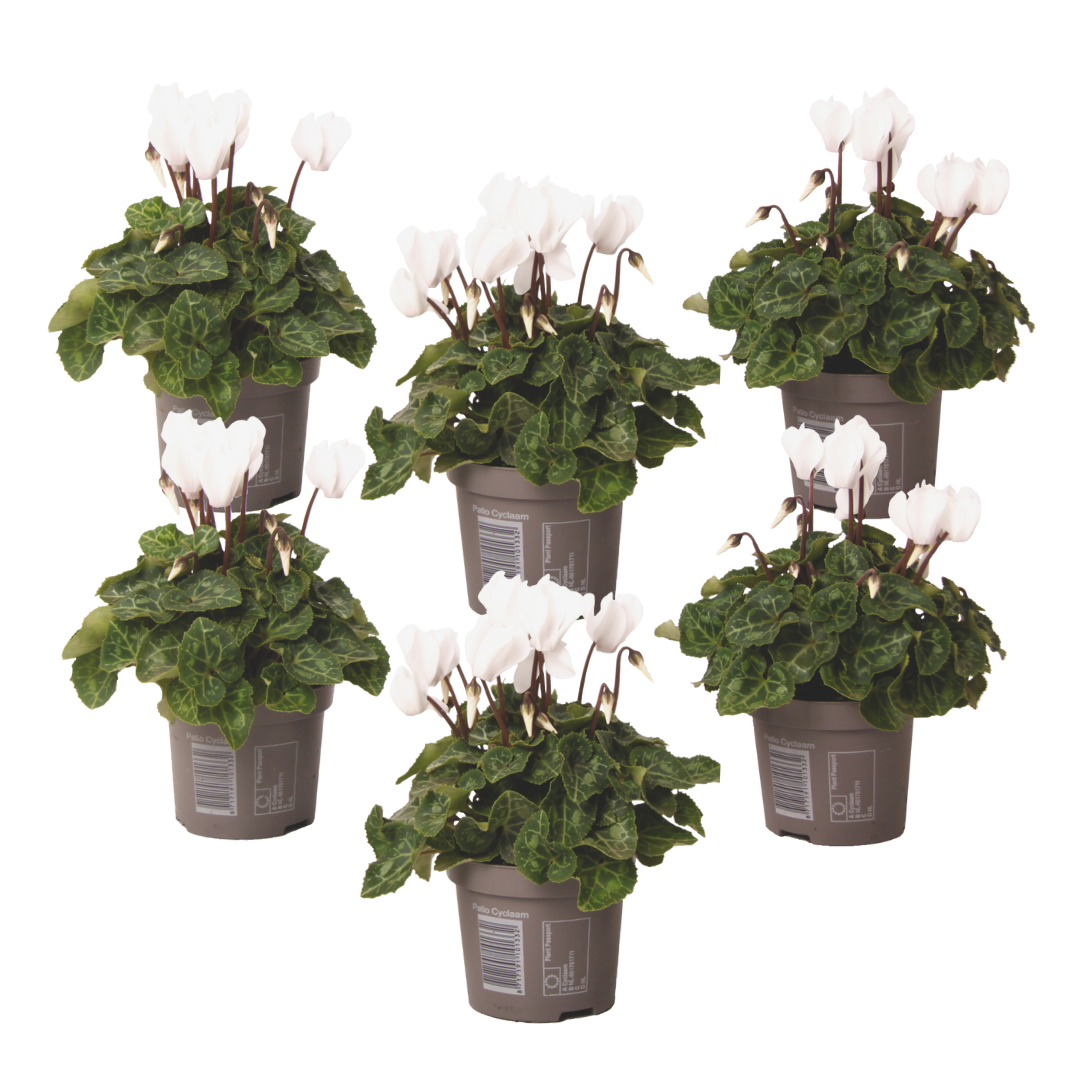 Perzisch cyclaam - Set van 6 - Cyclamen'Metis White'- Hoogte 10-20cm -⌀9cm afbeelding