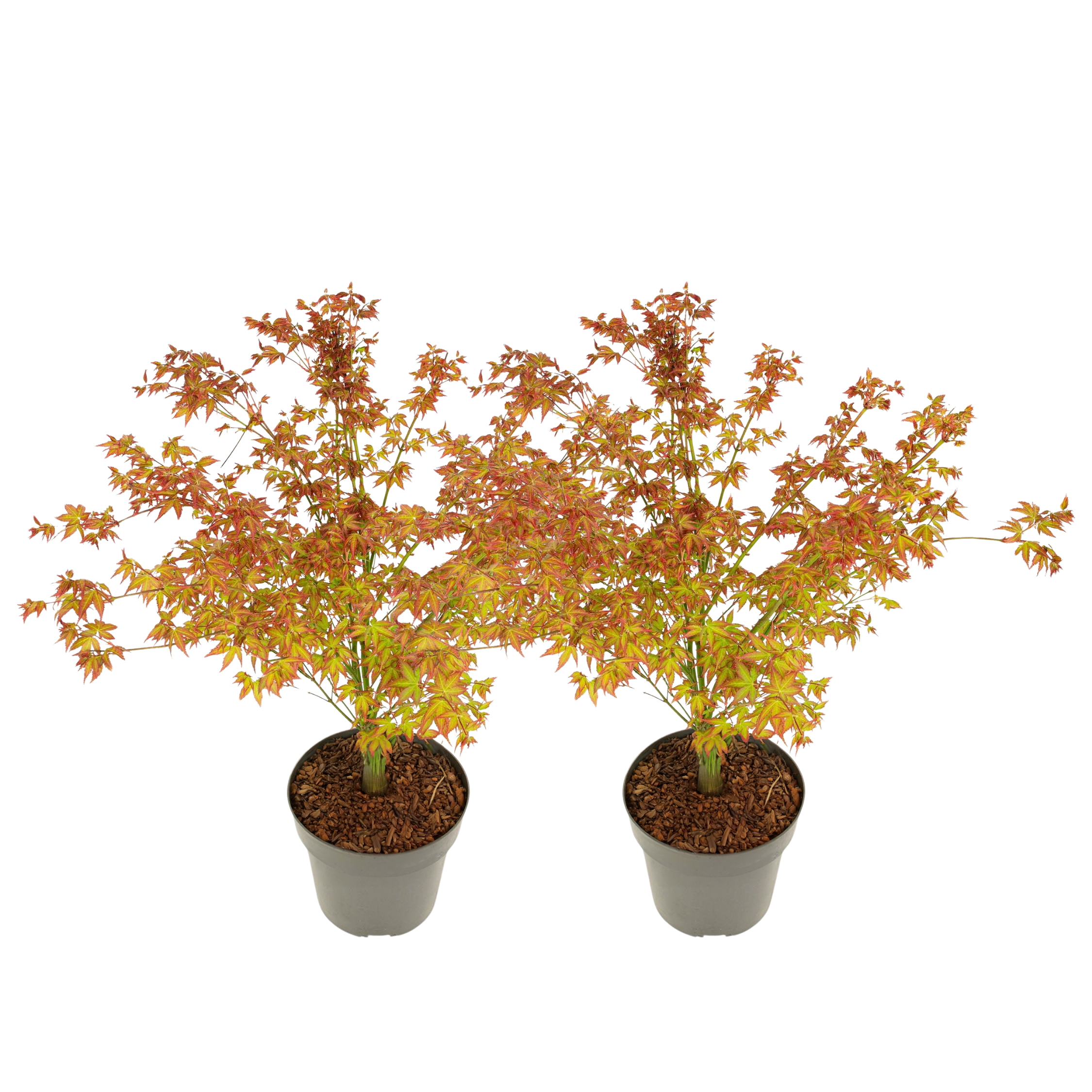 Japanse Esdoorn - Set van 2 - Acer'Little Princess'- Hoogte 45-55cm -⌀19cm afbeelding