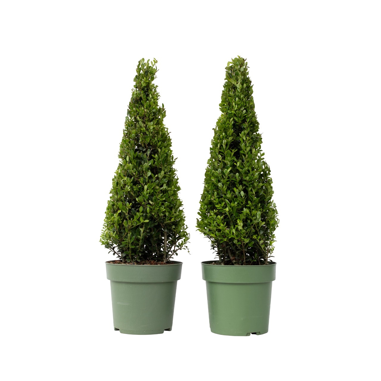 Japanse hulst - Set van 2 - Ilex crenata'Jenny'- Hoogte 55-65cm -⌀21cm afbeelding