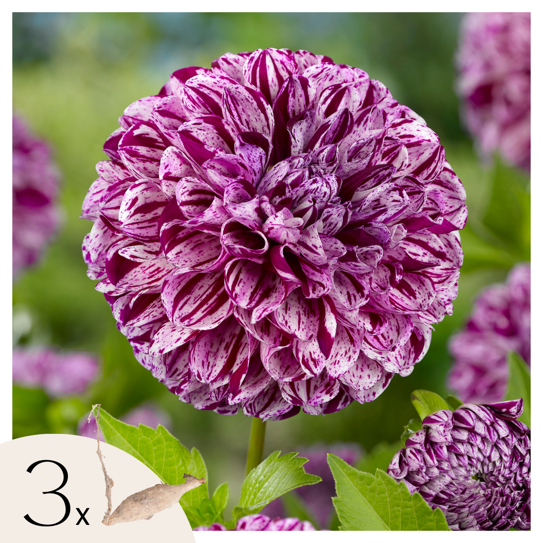 Dahliaknollen - Set van 3 - Dahlia'Marble Ball'- Paars afbeelding