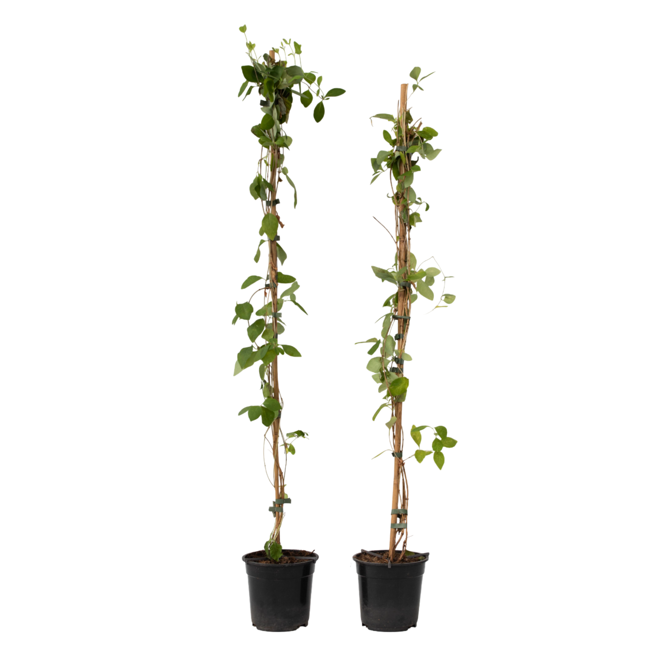 Kamperfoelie - Set van 2 - Lonicera'American Beauty'- Hoogte 110-120cm -⌀17cm afbeelding