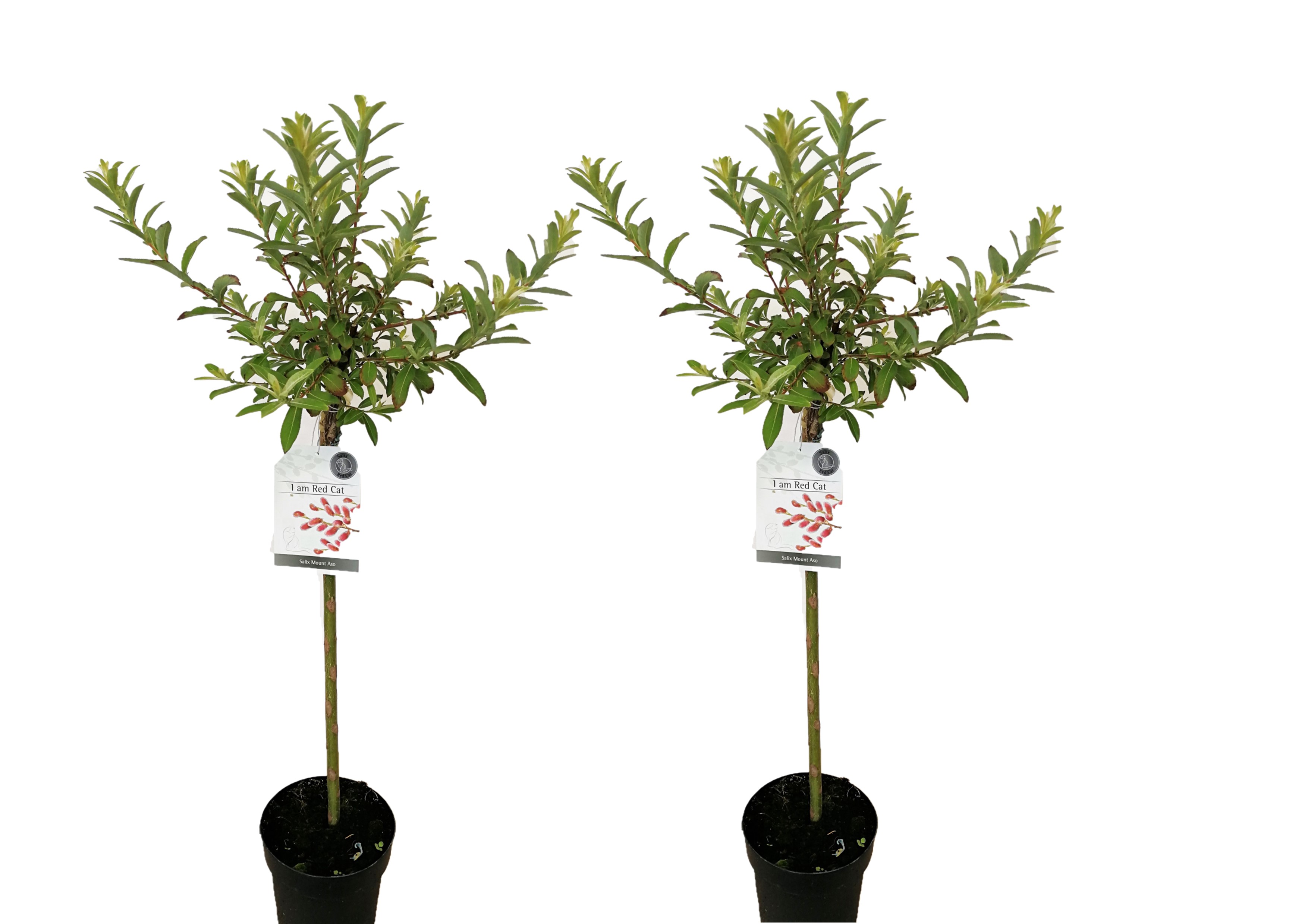Dwergwilg - Set van 2 - Salix'Mount Aso'- Hoogte 100-110cm -⌀19cm afbeelding